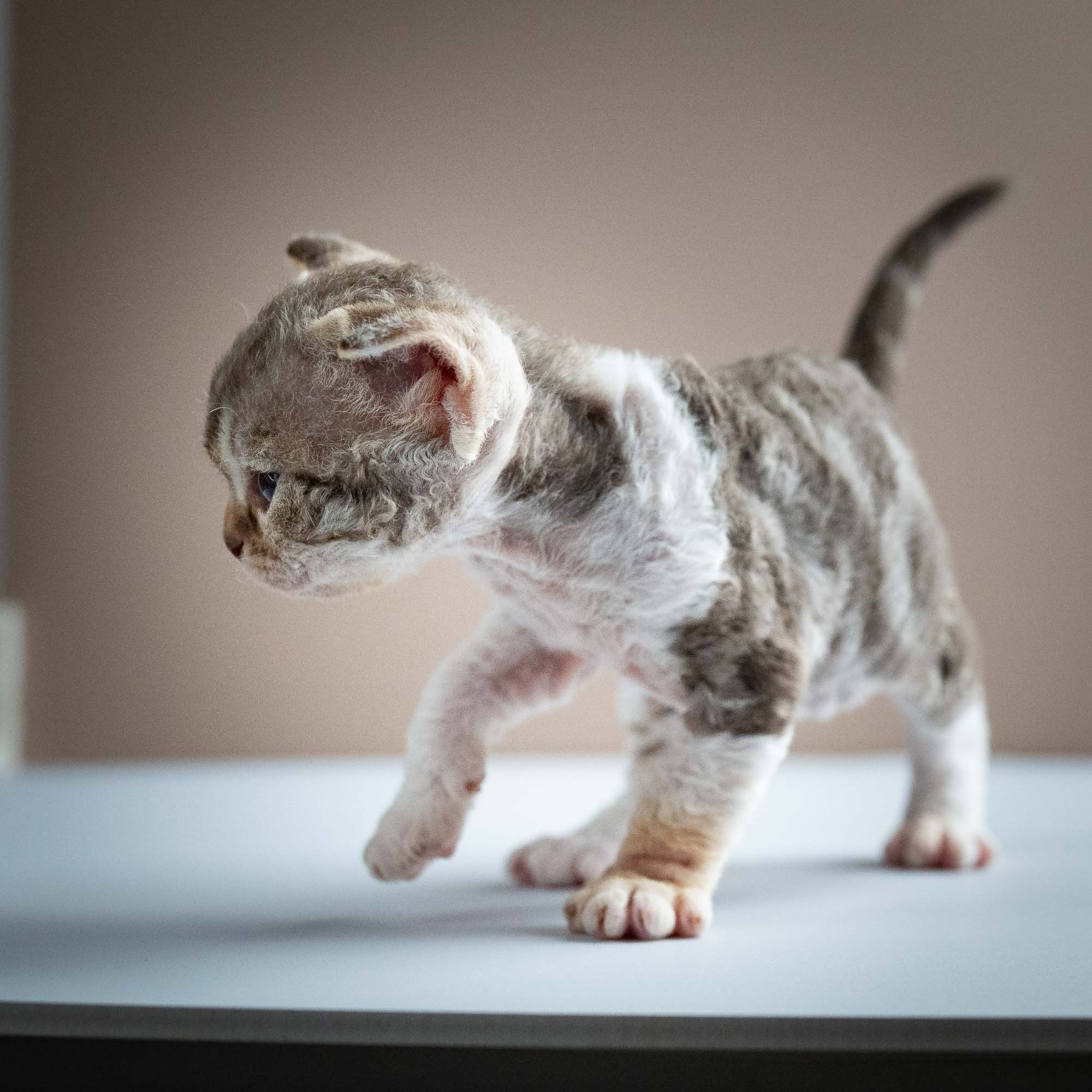 Simon, boy, born 05.15.26. Devon Rex Pixie Cattery