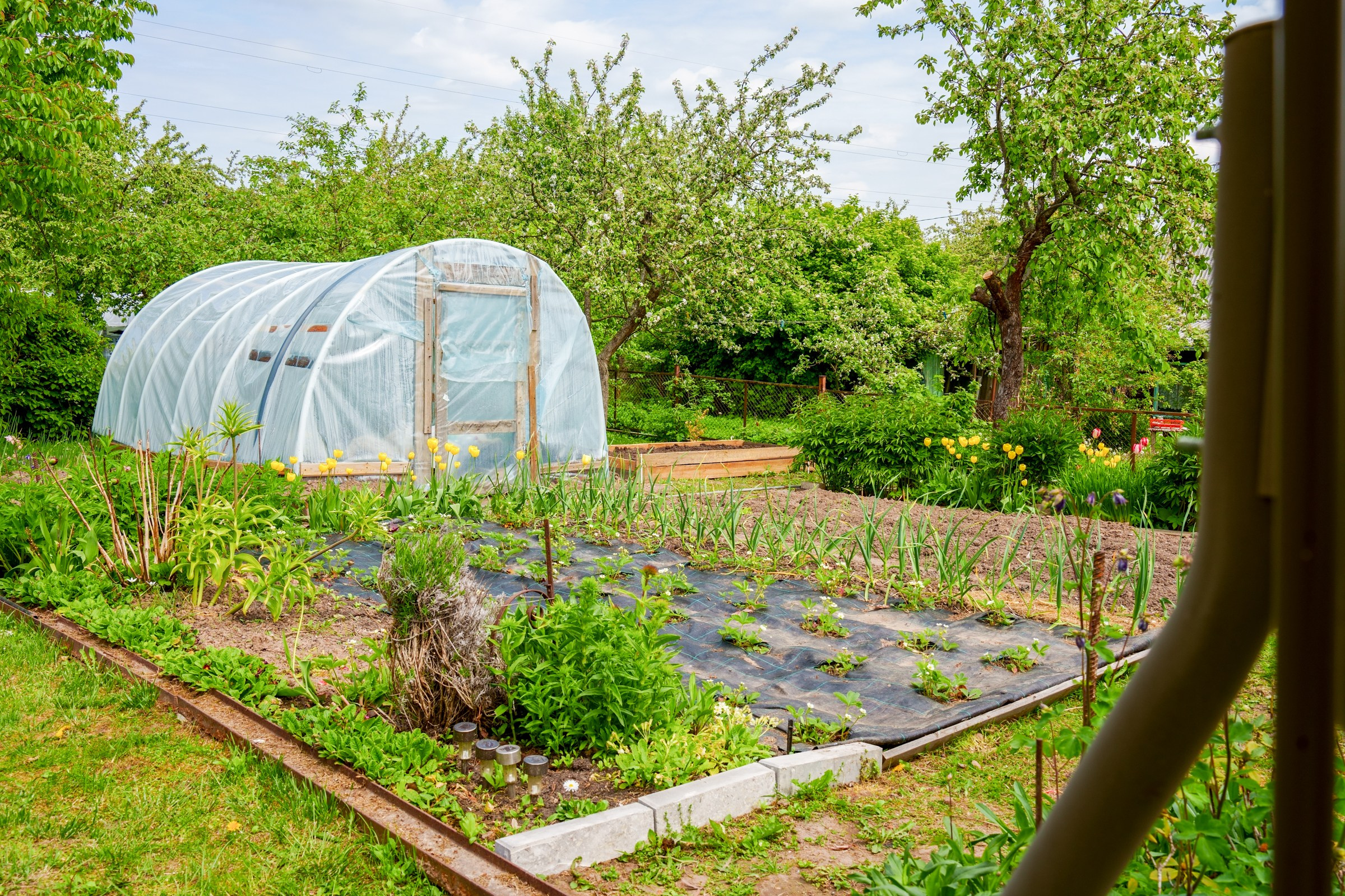 Pupojų sodų 3-oji. Elina Sapiega fotografė Vilniuje