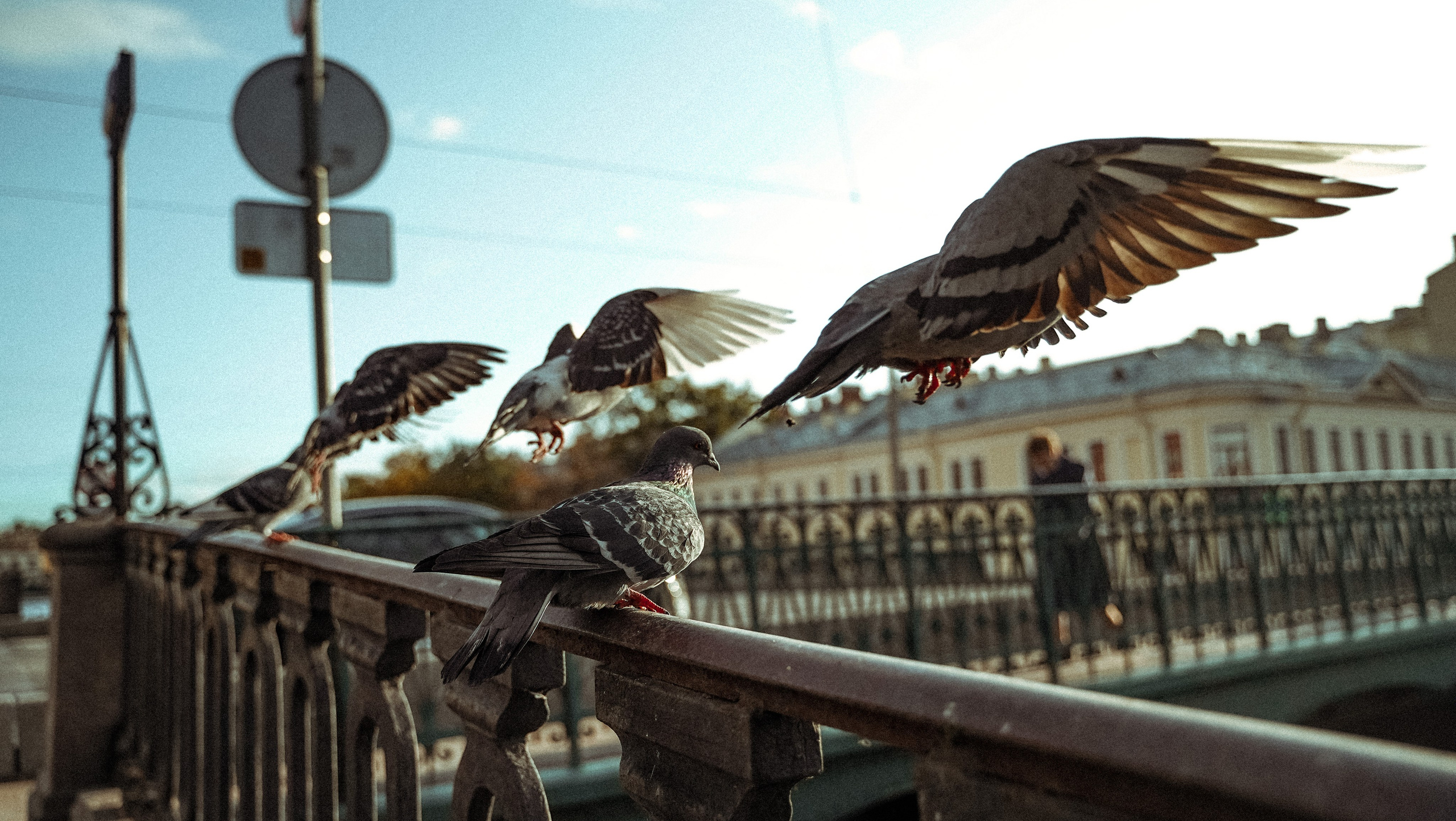 Пернатый психоз. Стрит-фотография, полная абсурда, идиотизма и красоты