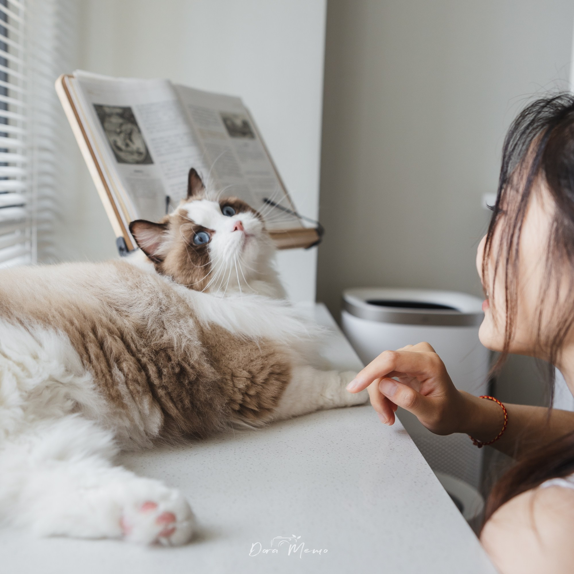 A ragdoll cat gazes at its owner by the window, with an open book in the background — a quiet interaction captured in a Shanghai pet lifestyle session.