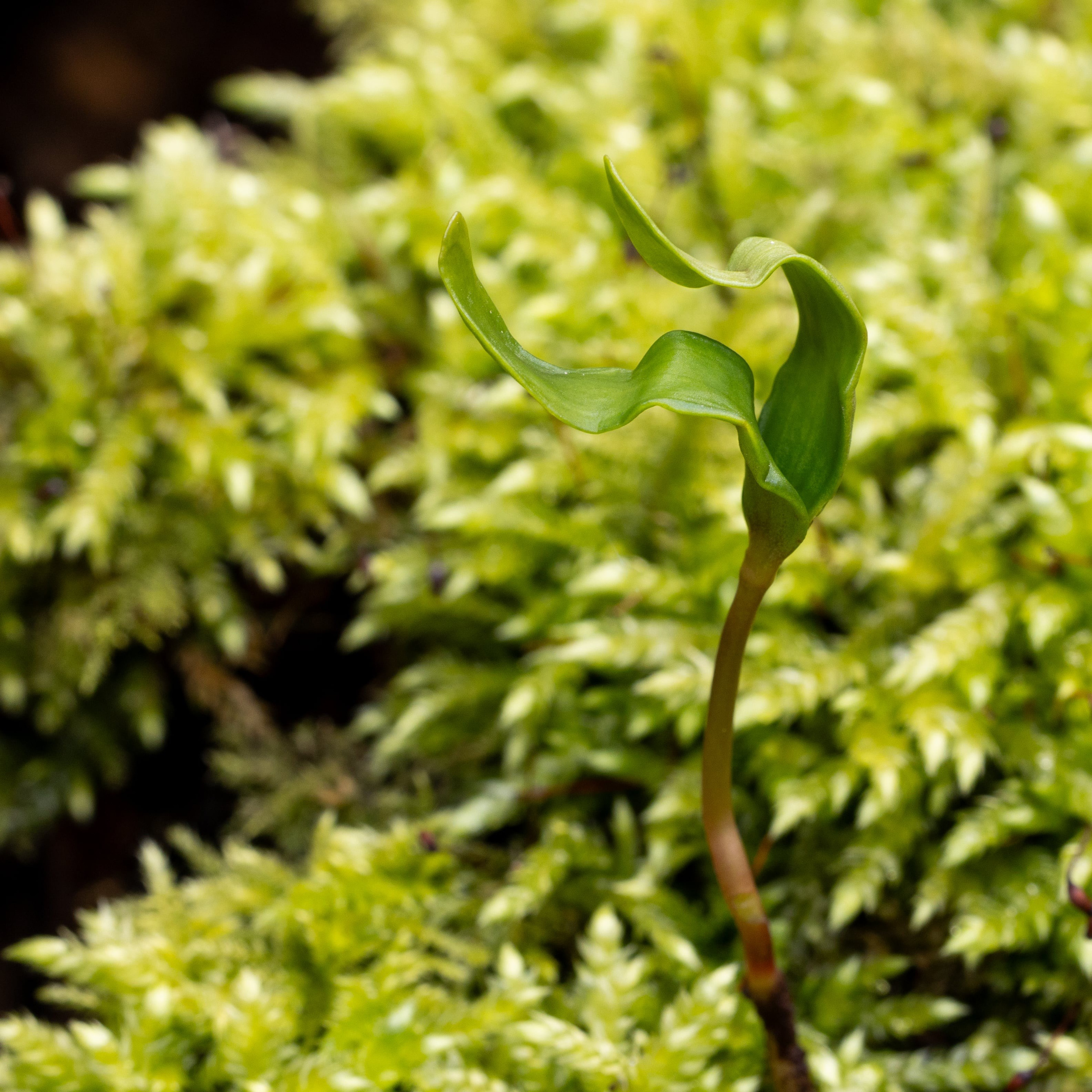 Forår. Fotograf Aarhus | Portrætfoto Århus | Flotte billeder