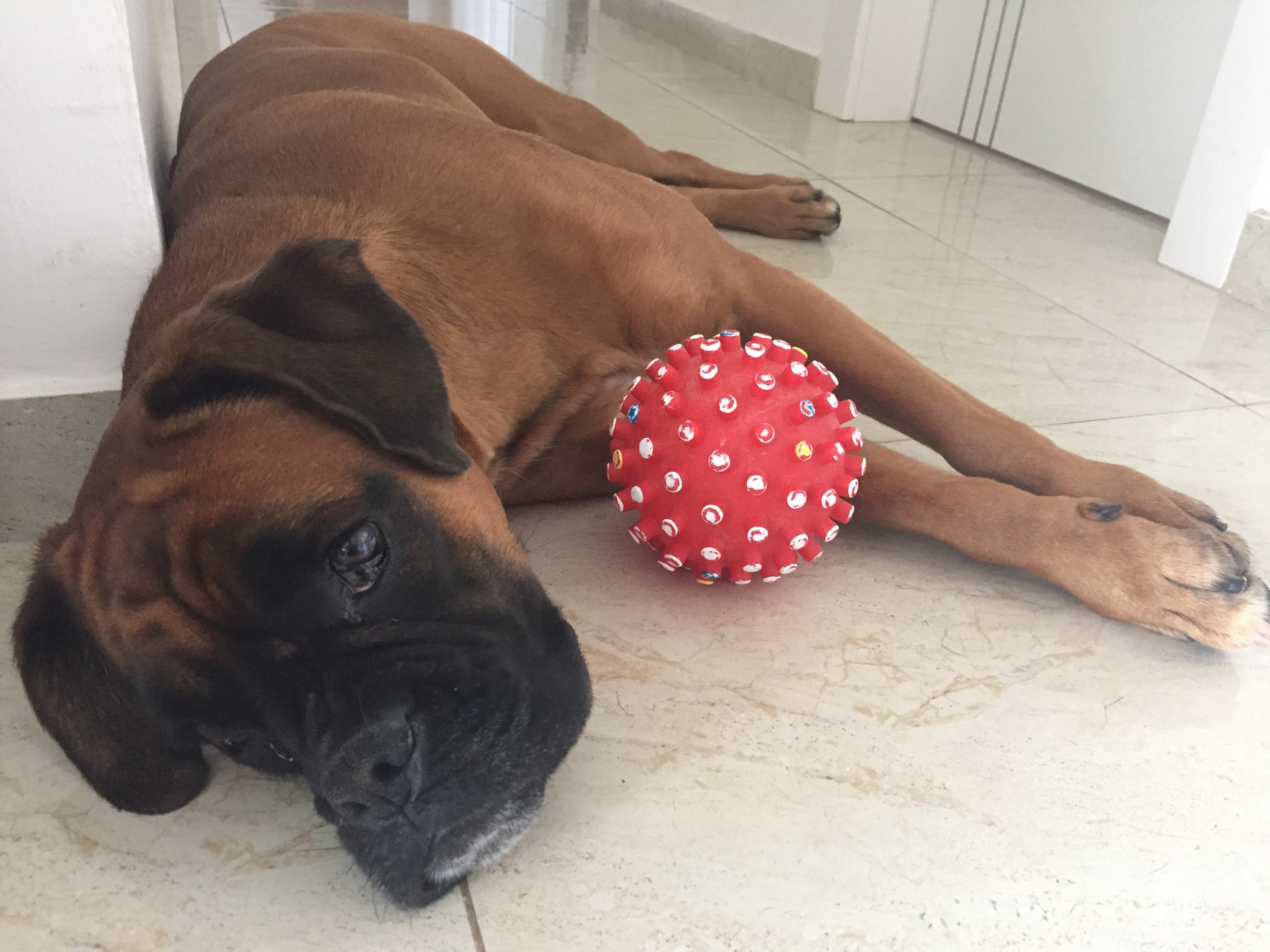 My Star - My Boxer Dog