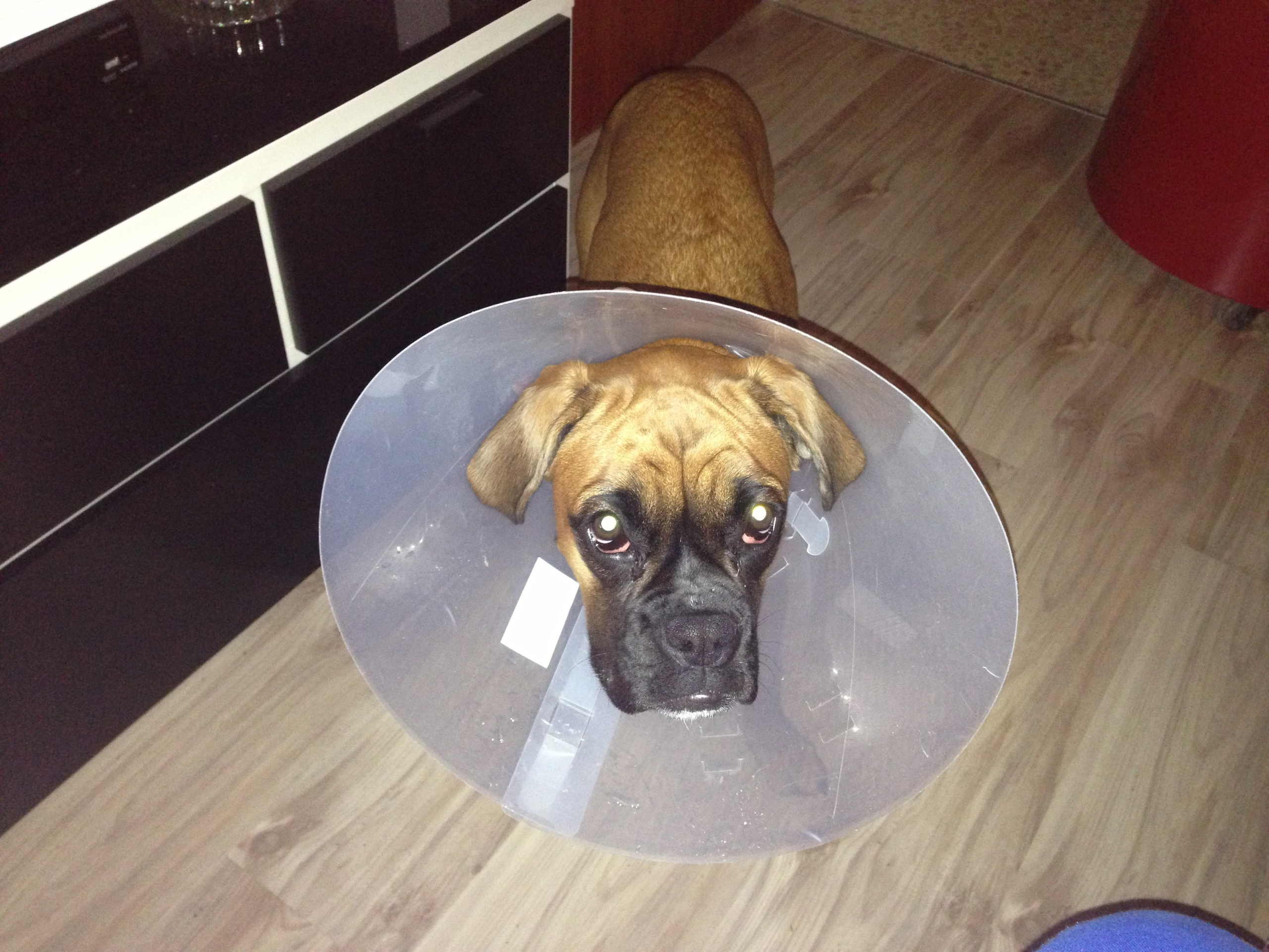 My ״Star״ Boxer Dog