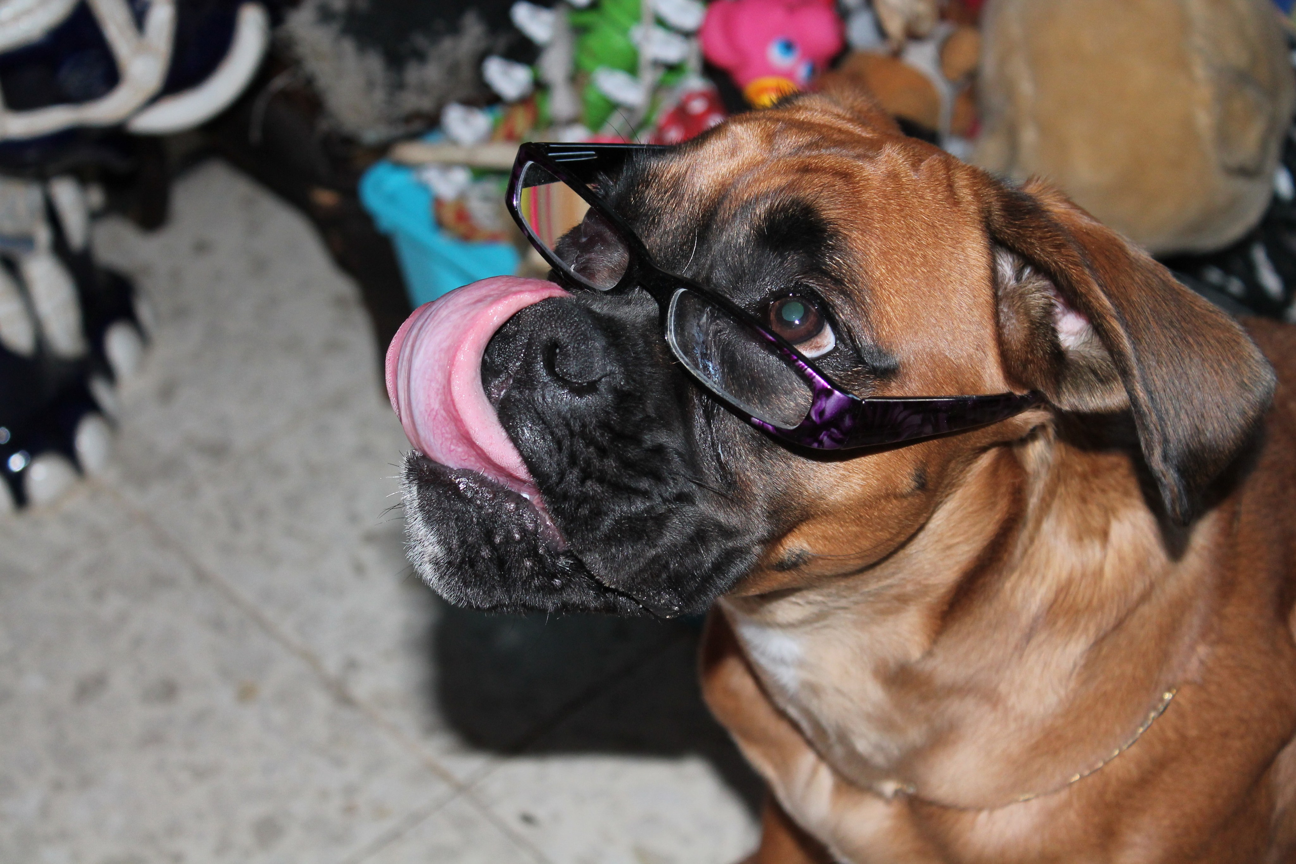 My ״Star״ Boxer Dog