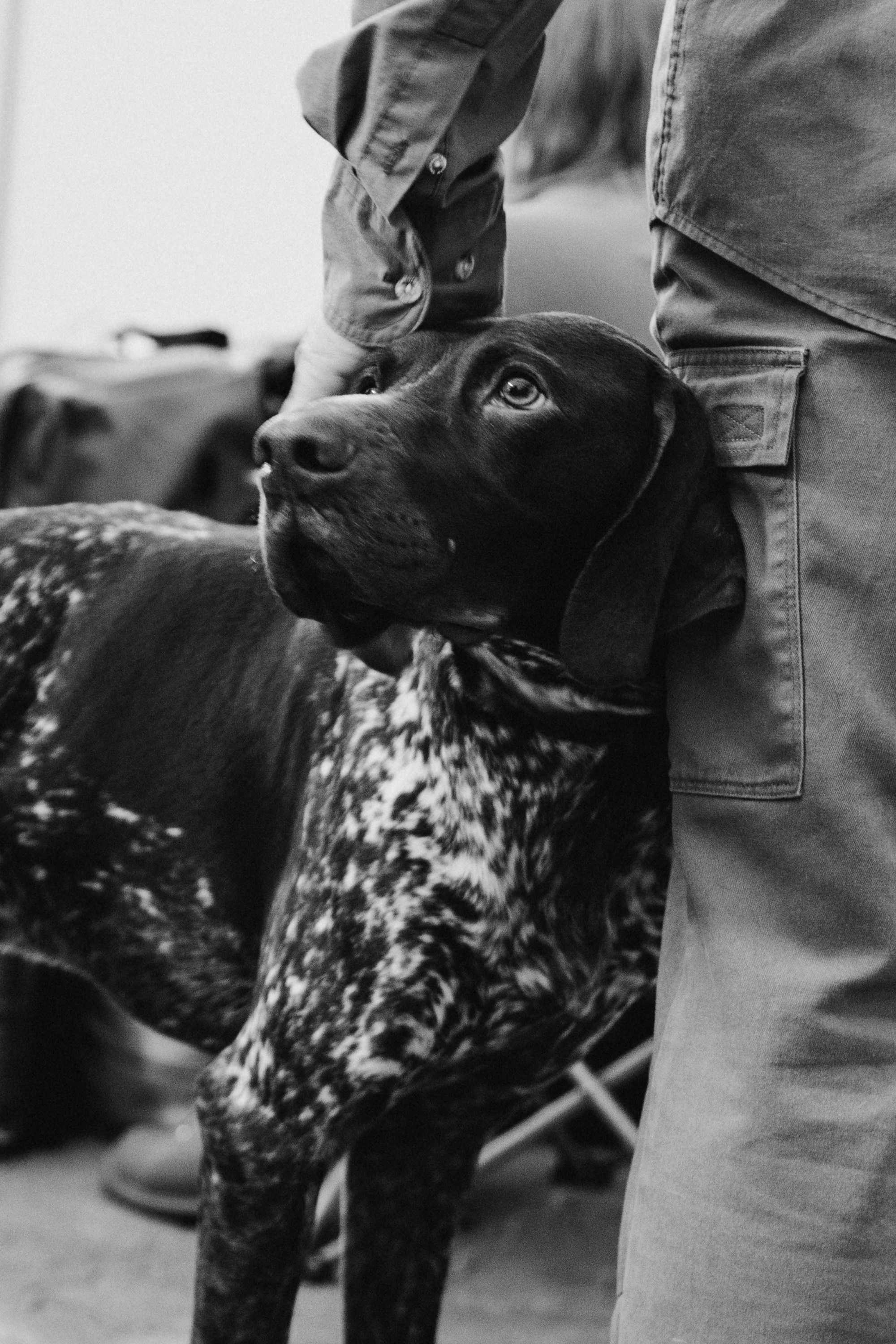 Tartu International Dog Show. Kat Laisaar — Pet photographer in Tallinn