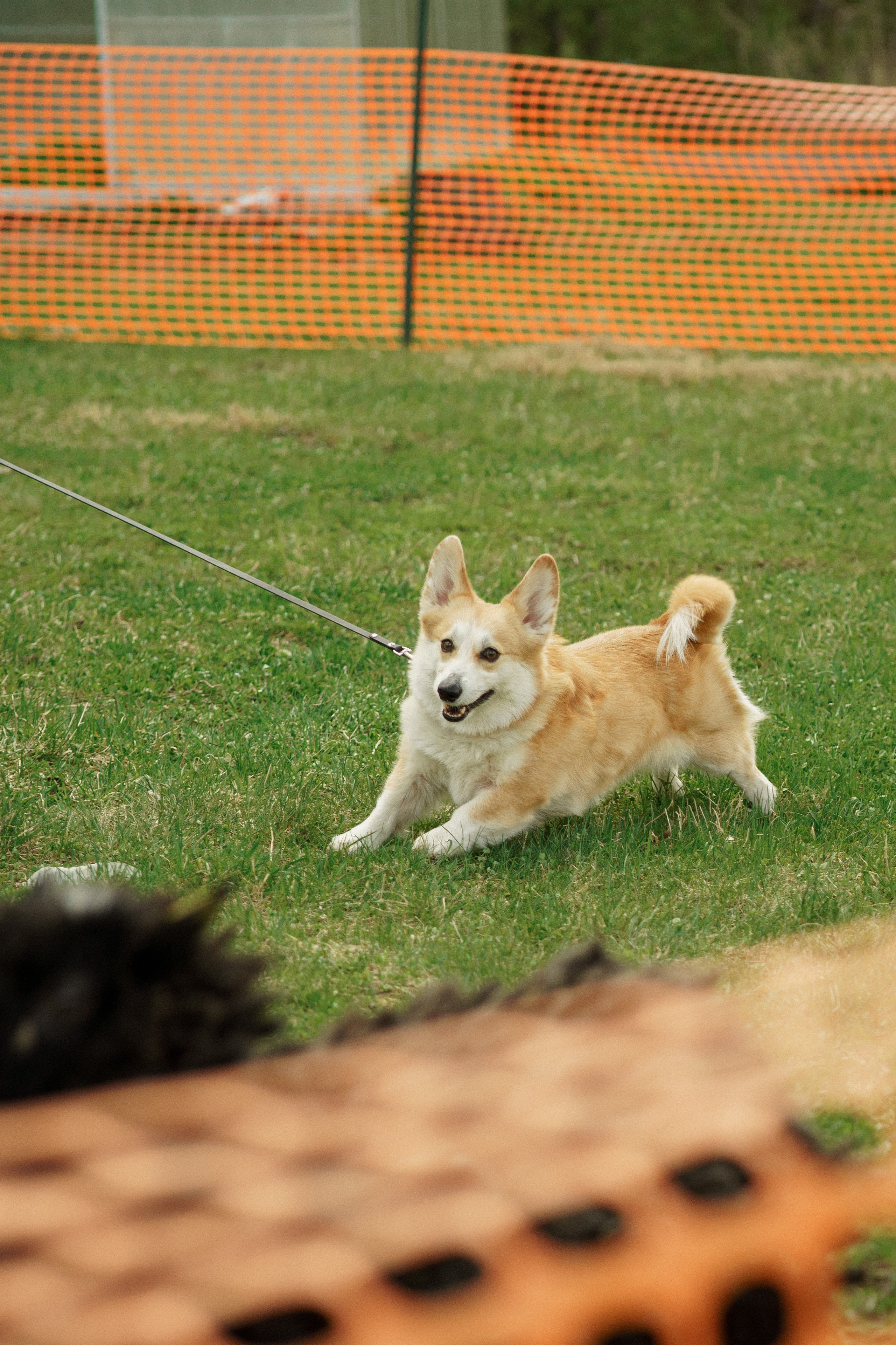 Herding Days, 26 apr. 2025. Kat Laisaar — Pet photographer in Tallinn