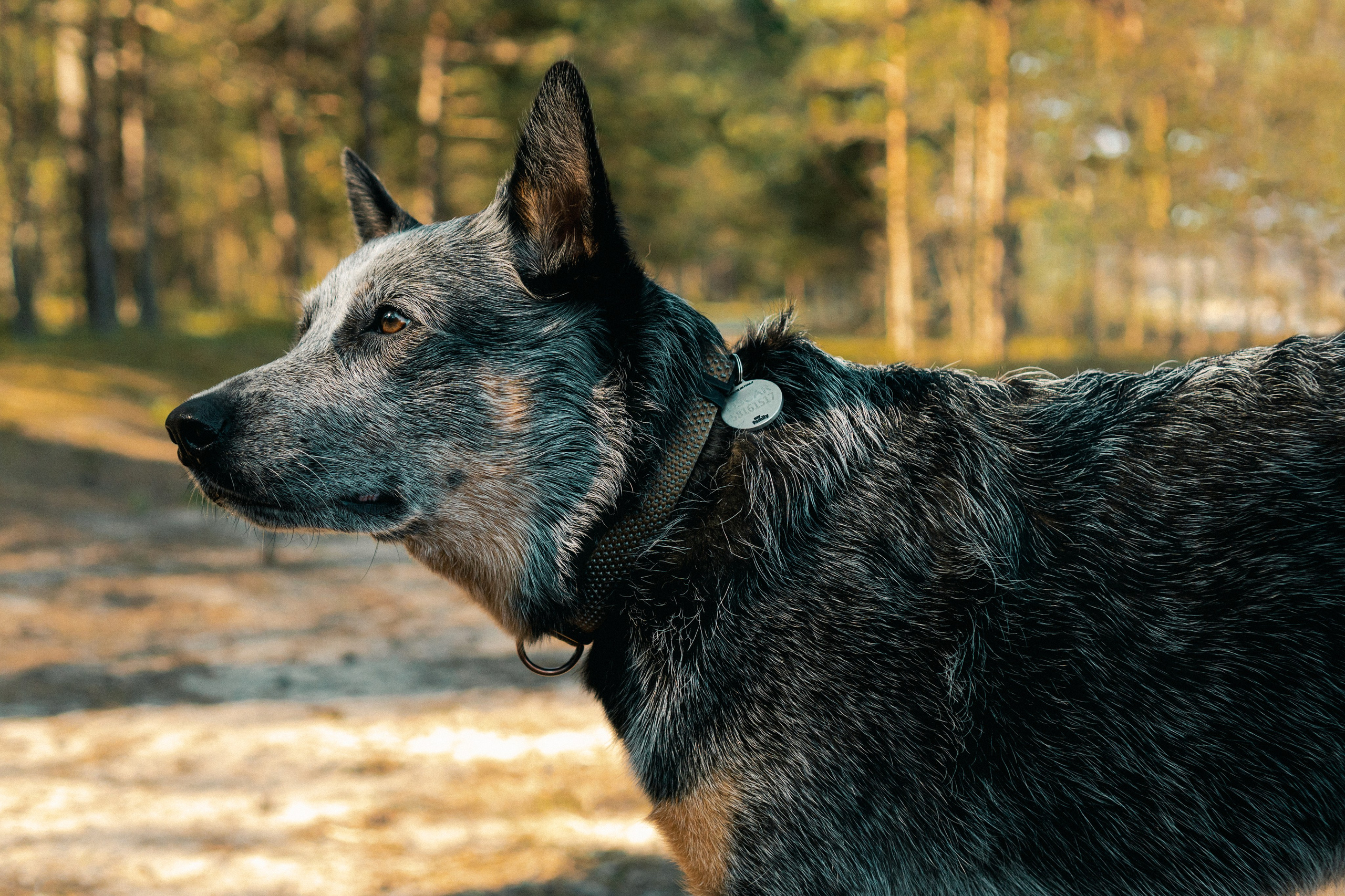 Oskar, Maria & Dmitrii. Kat Laisaar — Pet photographer in Tallinn