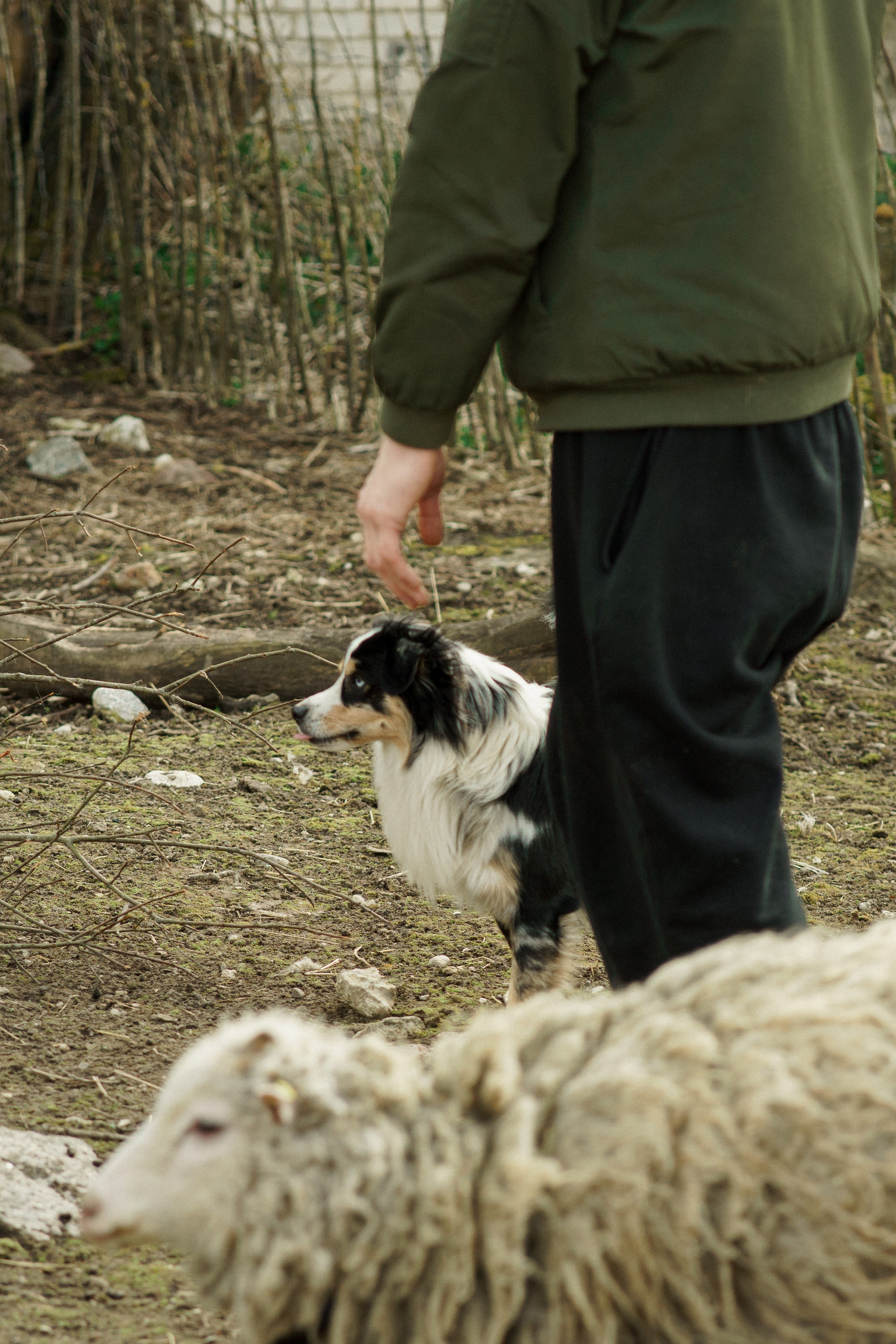 Herding Days, 26 apr. 2025. Kat Laisaar — Pet photographer in Tallinn