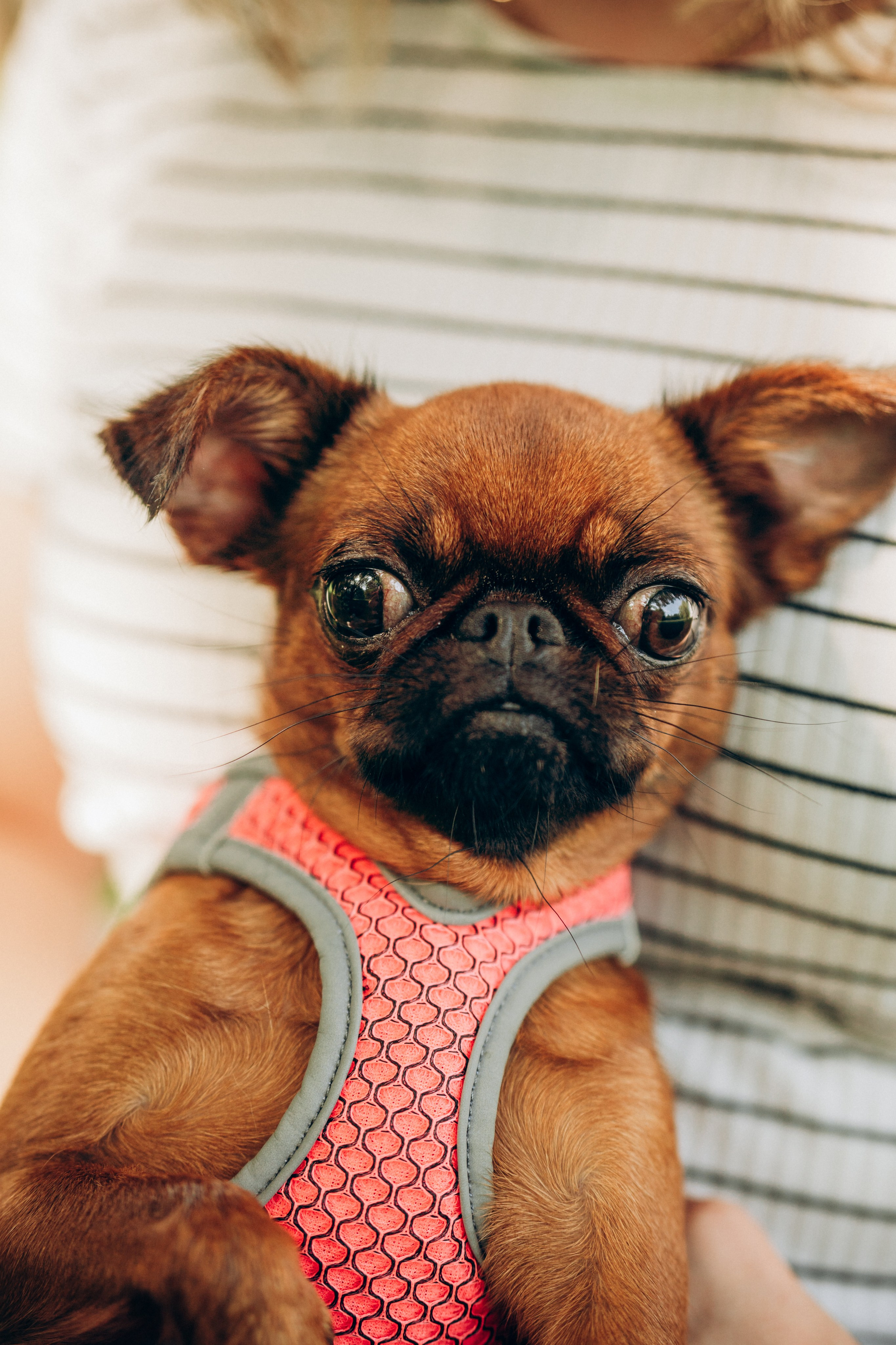 Natalia, Janik, Nusha & Betty. Фотограф-анималист в Таллинне, Катя Лайсаар