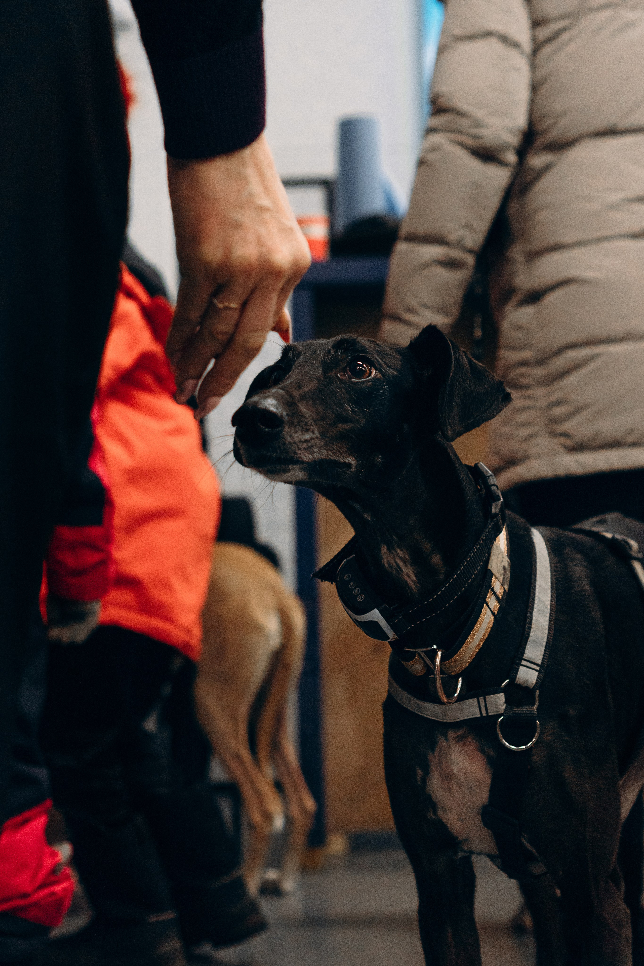 Galgotreff, 9 feb. 2025. Kat Laisaar — Pet photographer in Tallinn