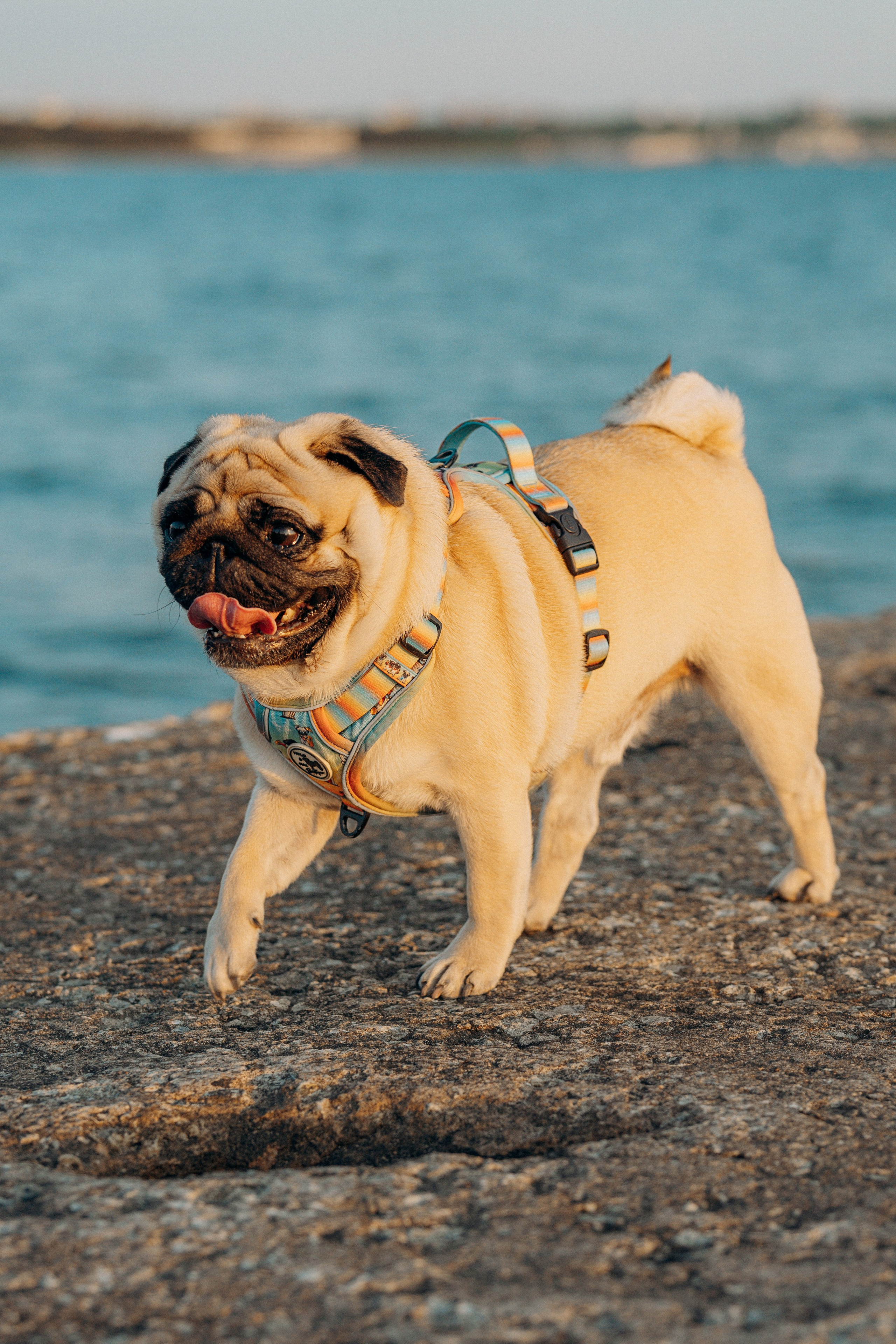 Frank, Tony, Katerina & Lev. Kat Laisaar — Pet photographer in Tallinn