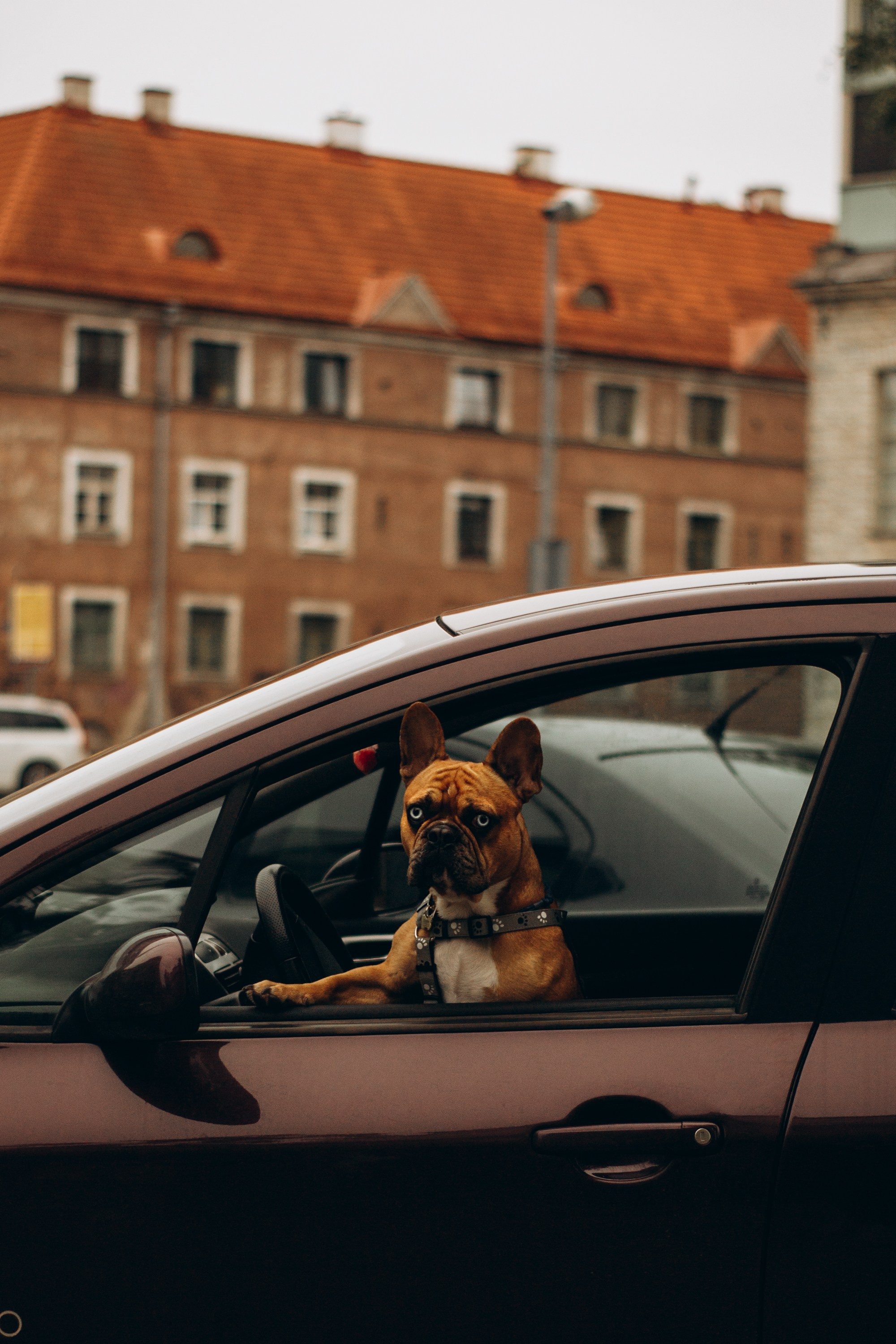 Dog Street Photography in Estonia. Kat Laisaar — Pet photographer in Tallinn