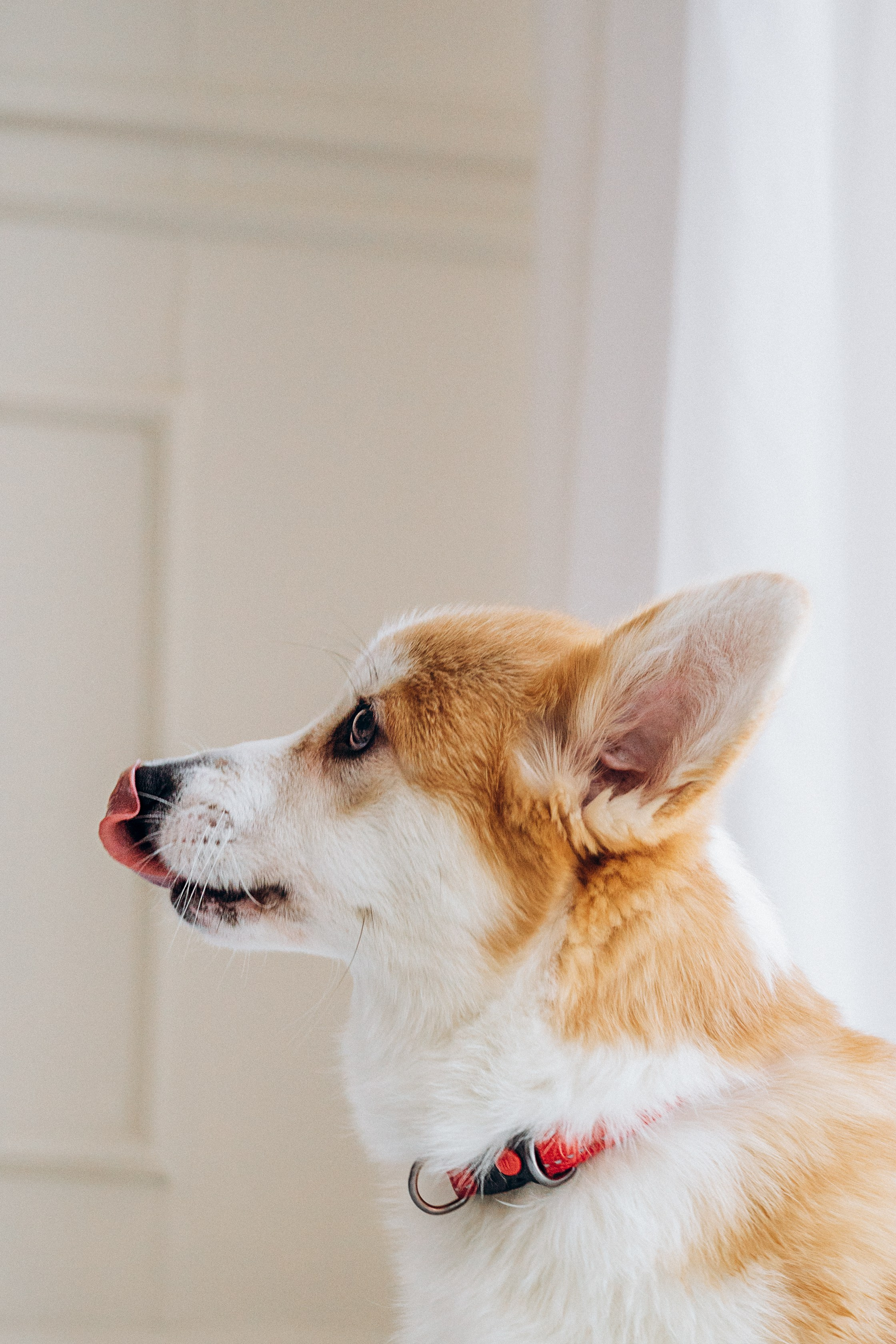 Mars & his Family. Kat Laisaar — Pet photographer in Tallinn