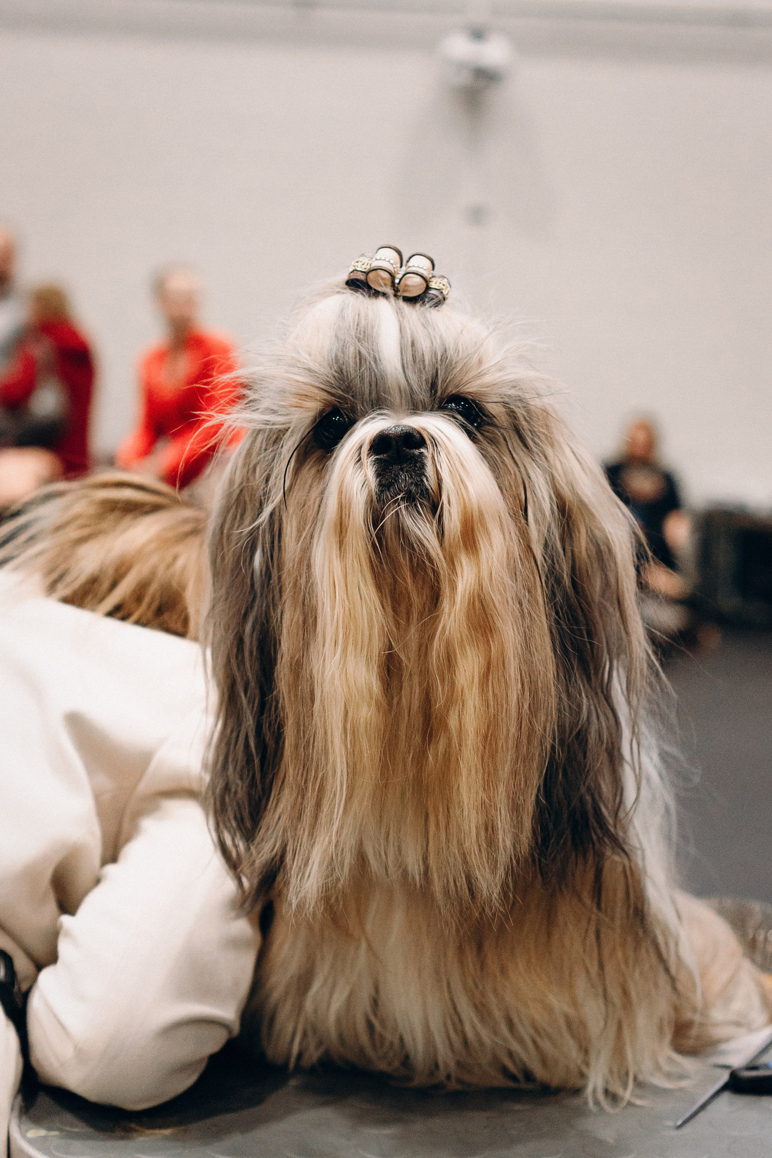 Pärnu dog weekend photo report. Kat Laisaar — Pet photographer in Tallinn