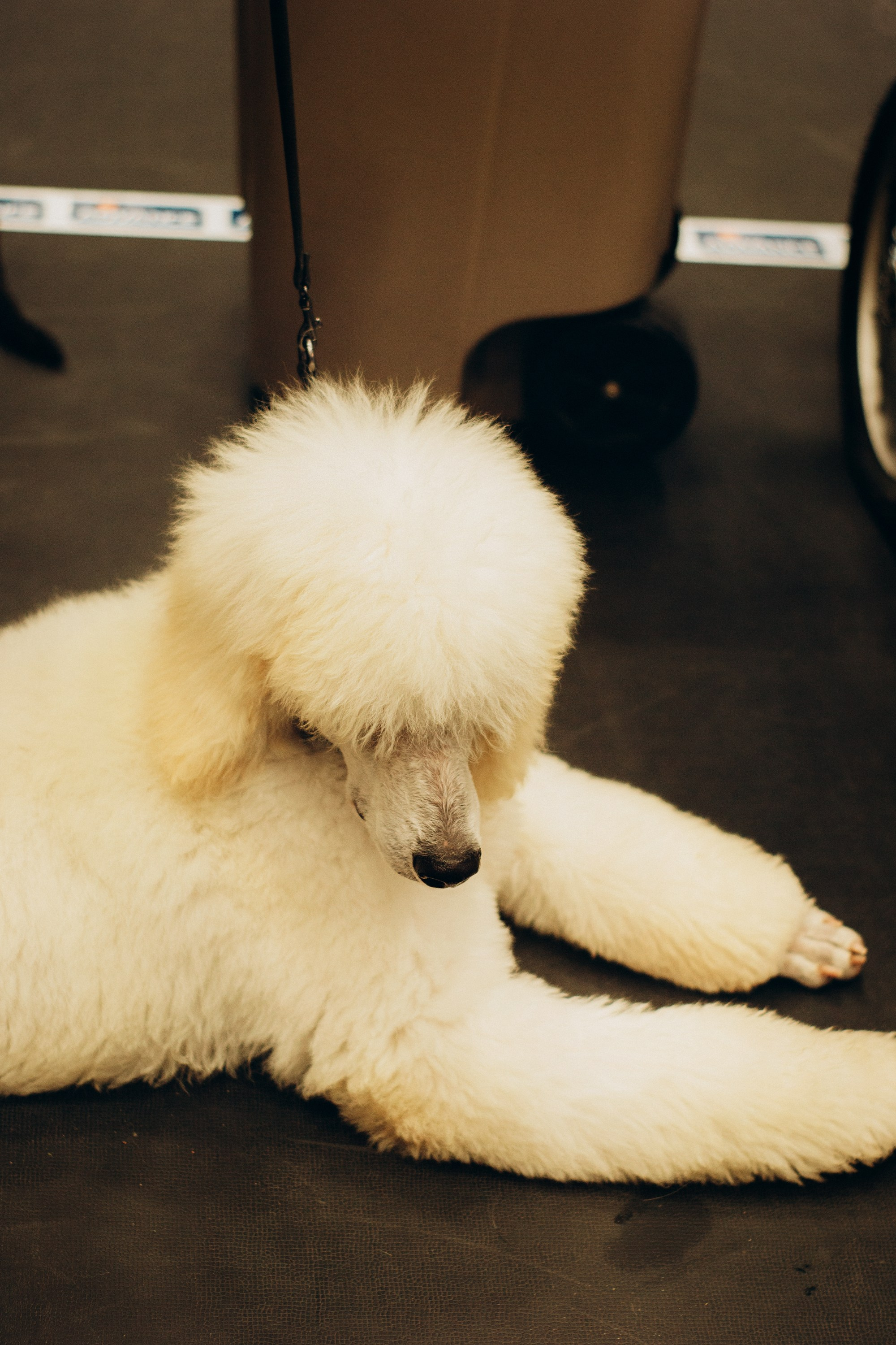 Rakvere Dog Show. Kat Laisaar — Pet photographer in Tallinn