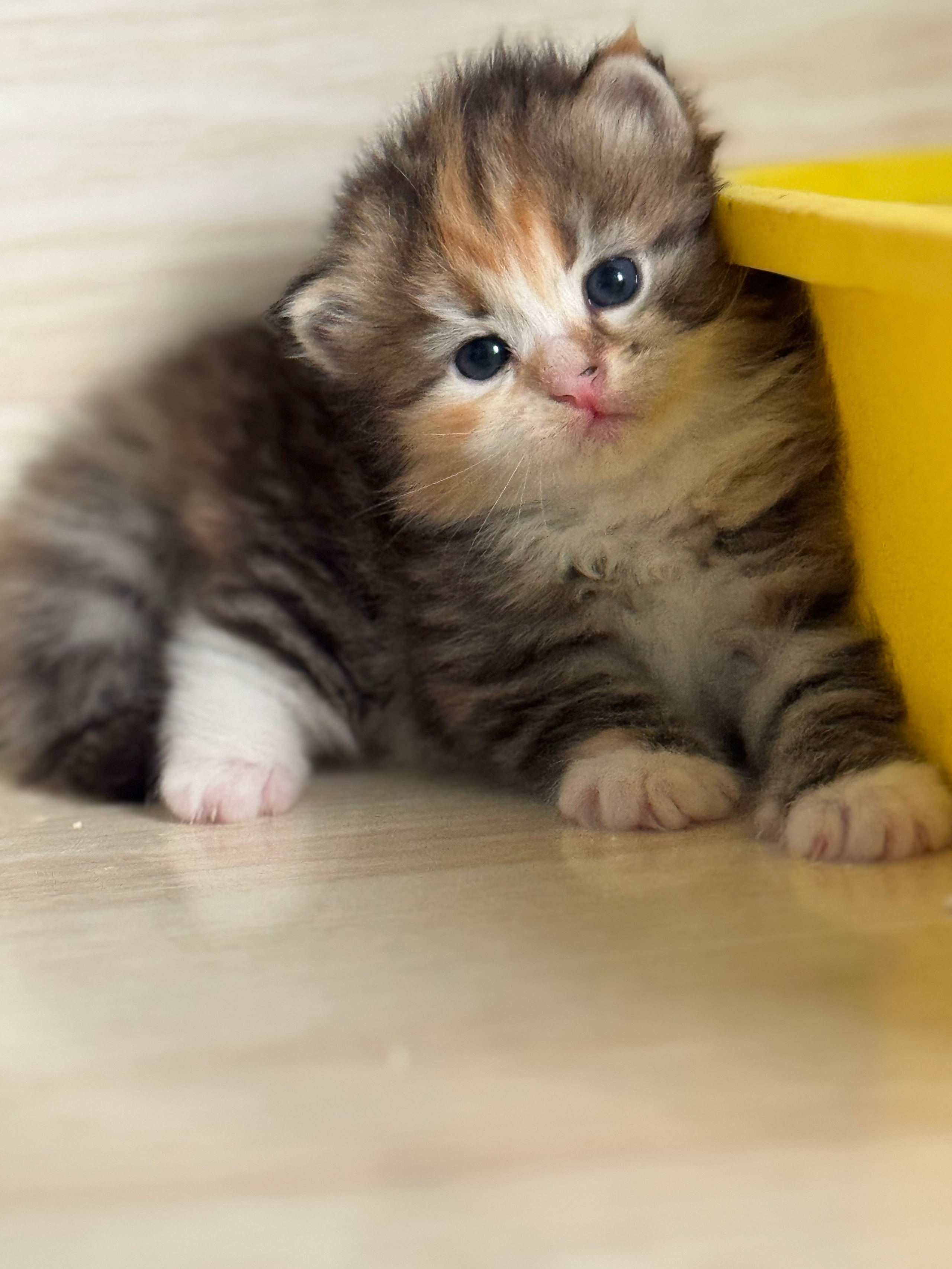 LEMON GREEN SIBERIANS LITTER OTMA