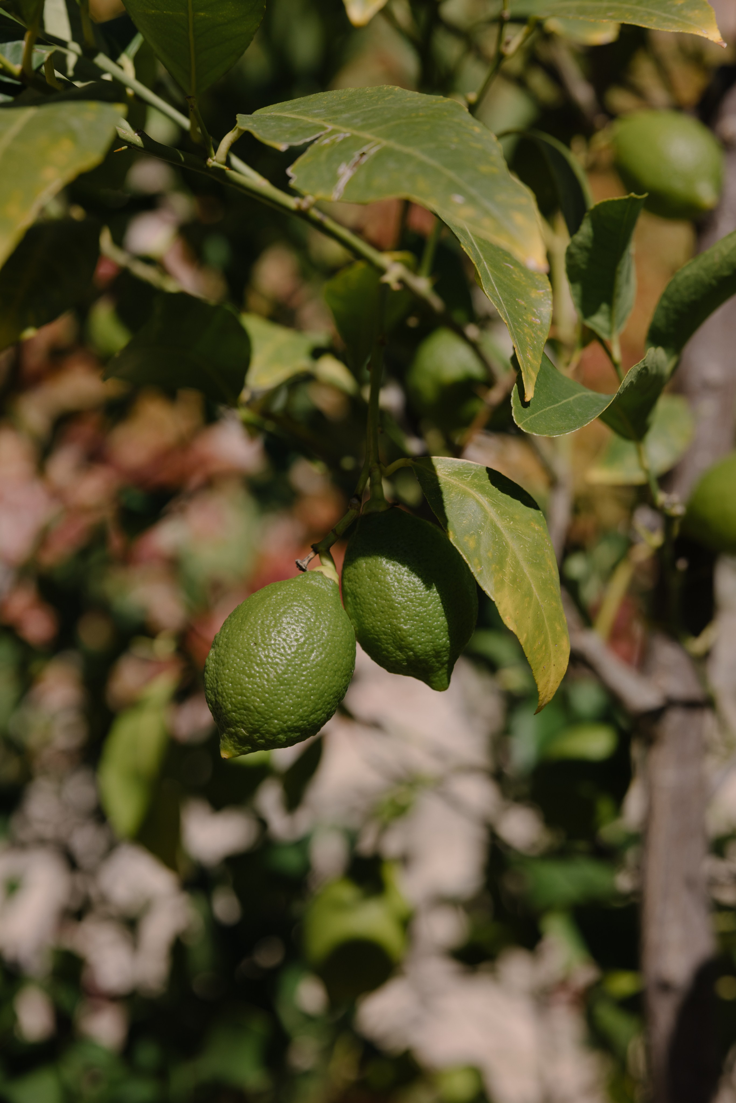 Mitcell&Melanie digital. Wedding photographer Italy