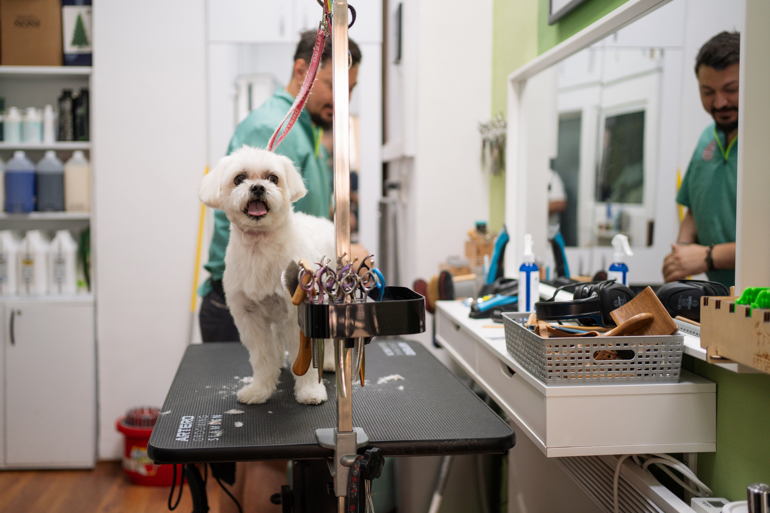 PetGroom Timisoara. Cozac Cristian Photographer