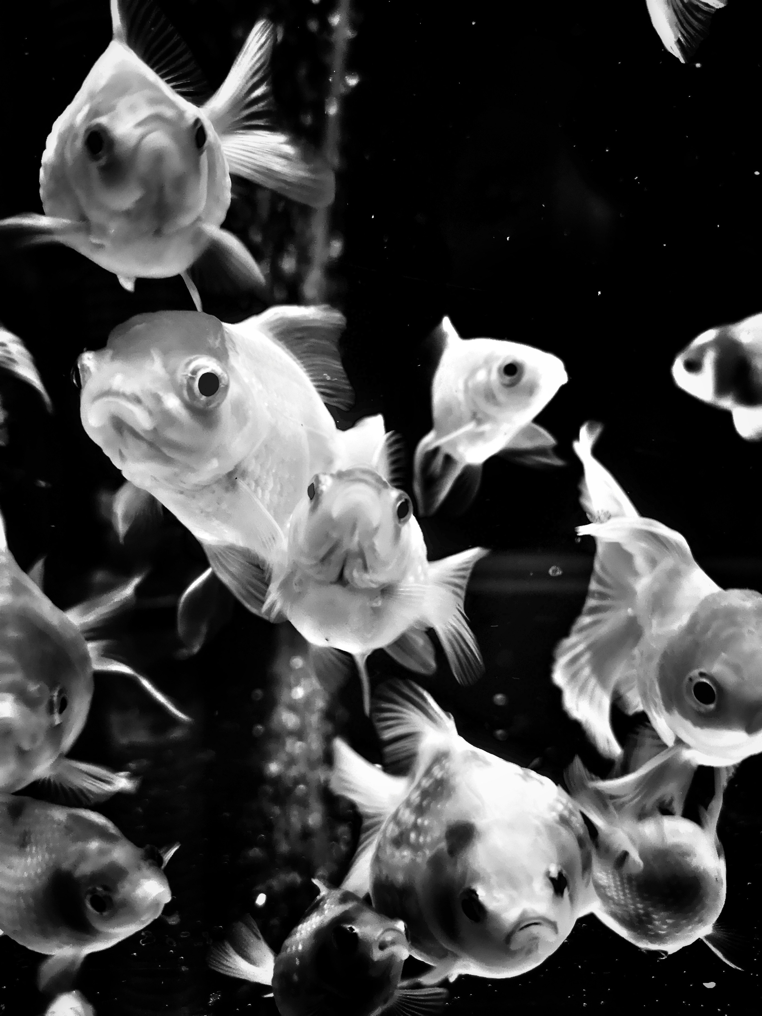 Impact Photo Collecton. Professional Artist, teacher of art, Artistic Photographer In Dubai (U