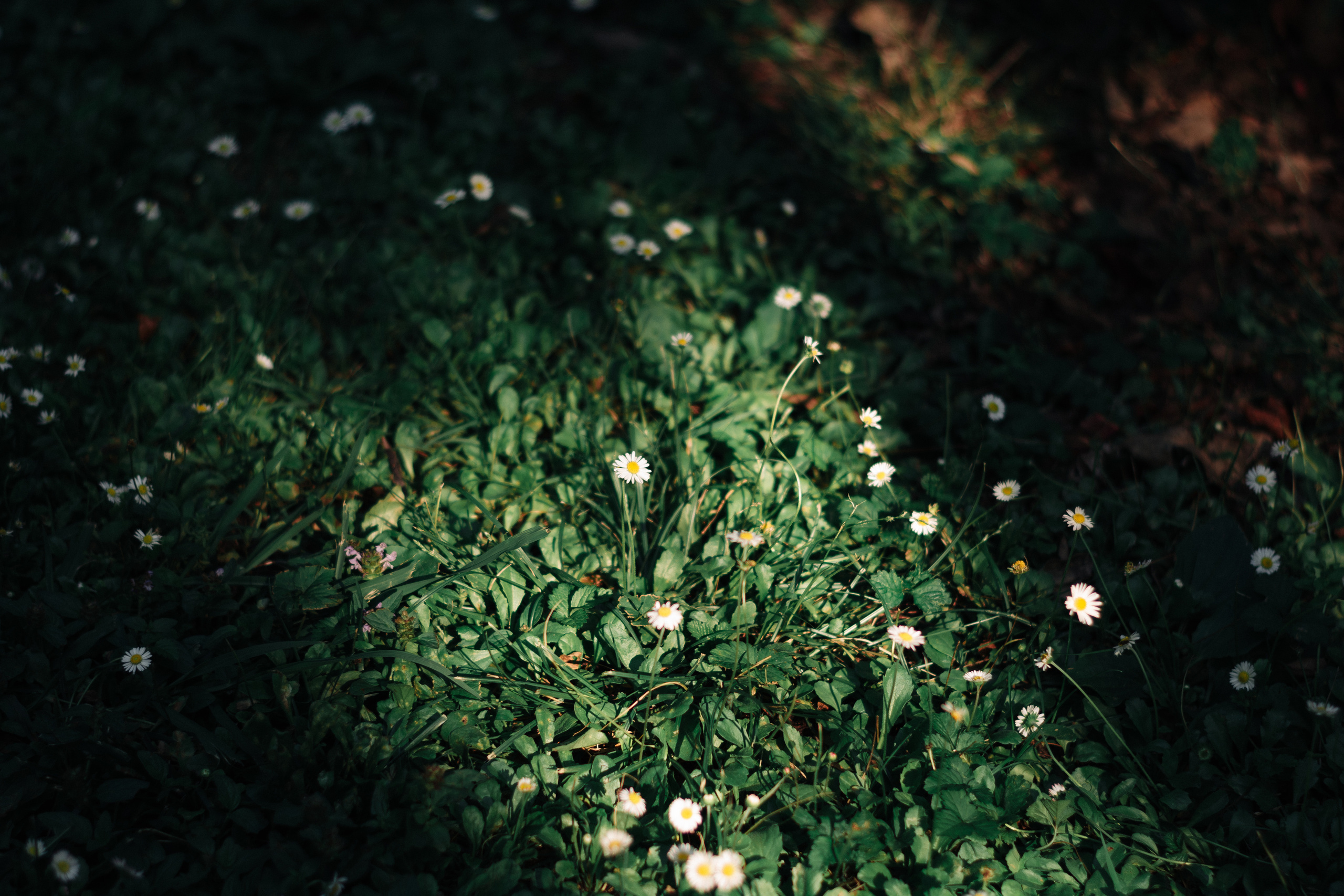 Dominika. Shpanarskiy Nazar