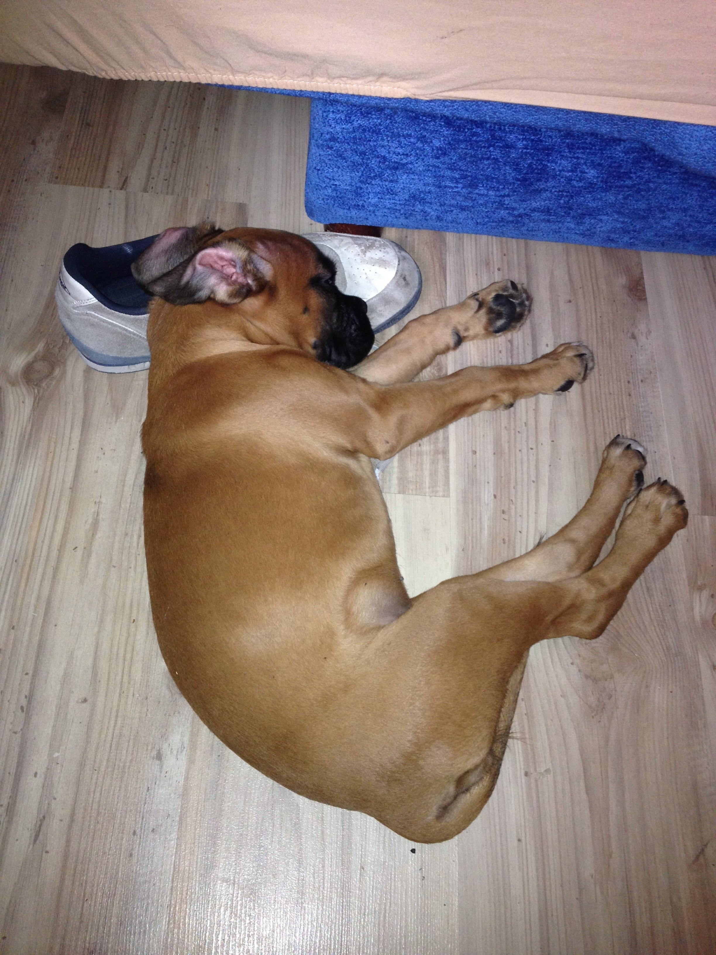 My ״Star״ Boxer Dog