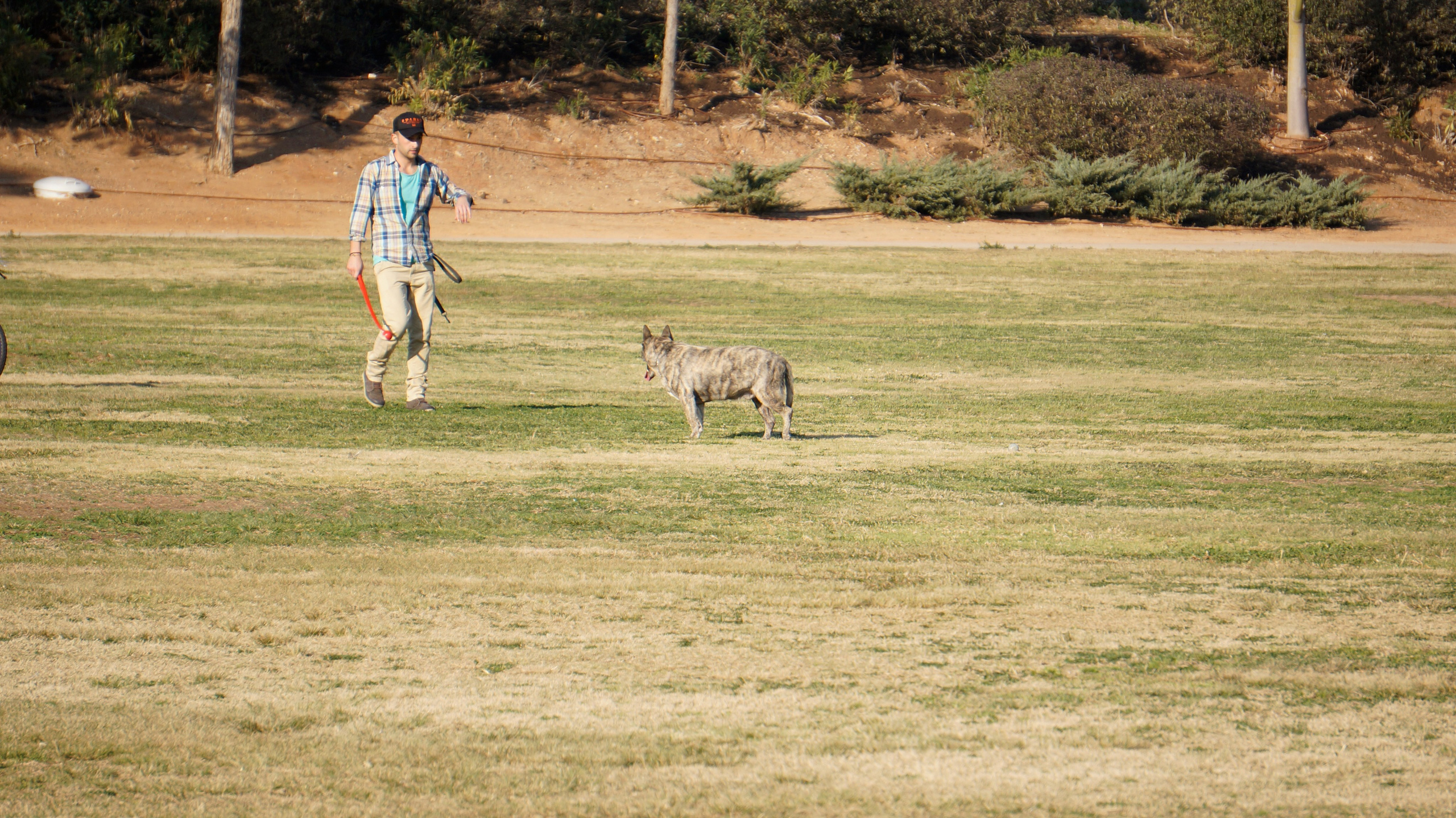 My ״Star״ Boxer Dog