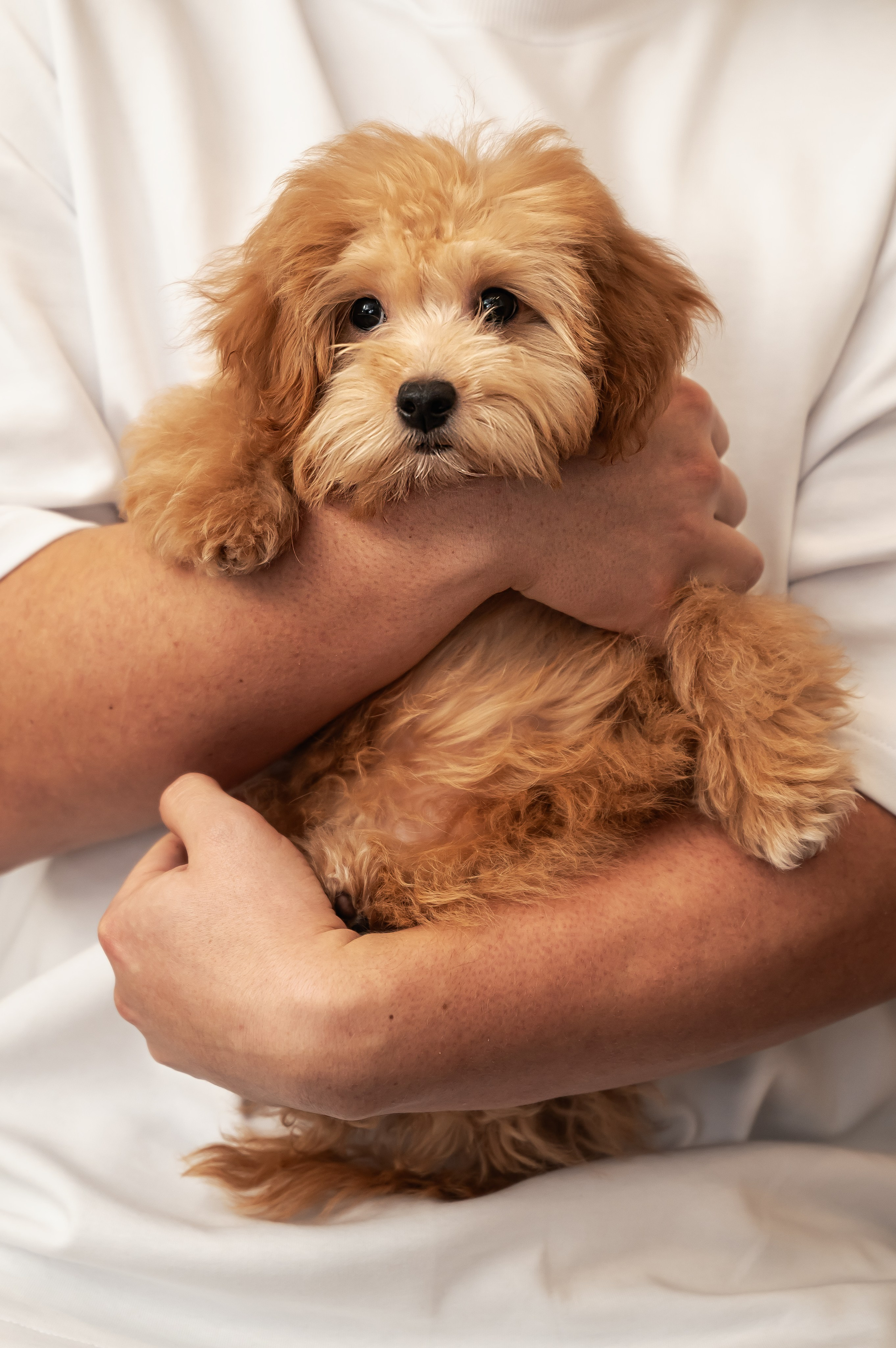 Мики. Главная