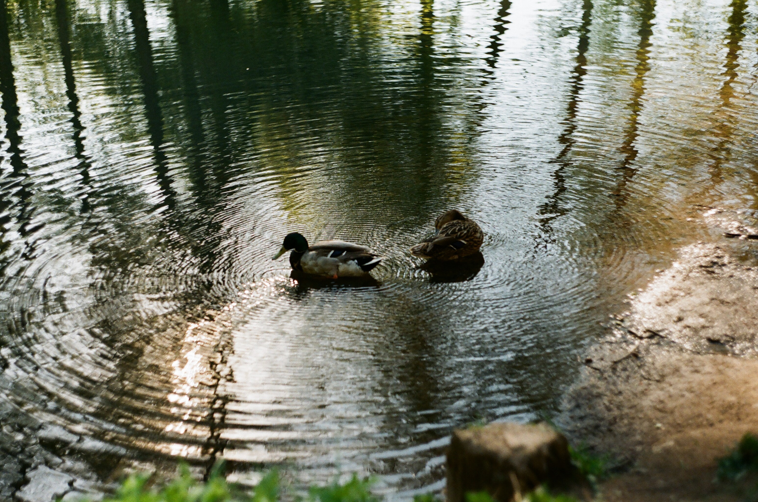 Animals. Elena Zykova film photographer in London