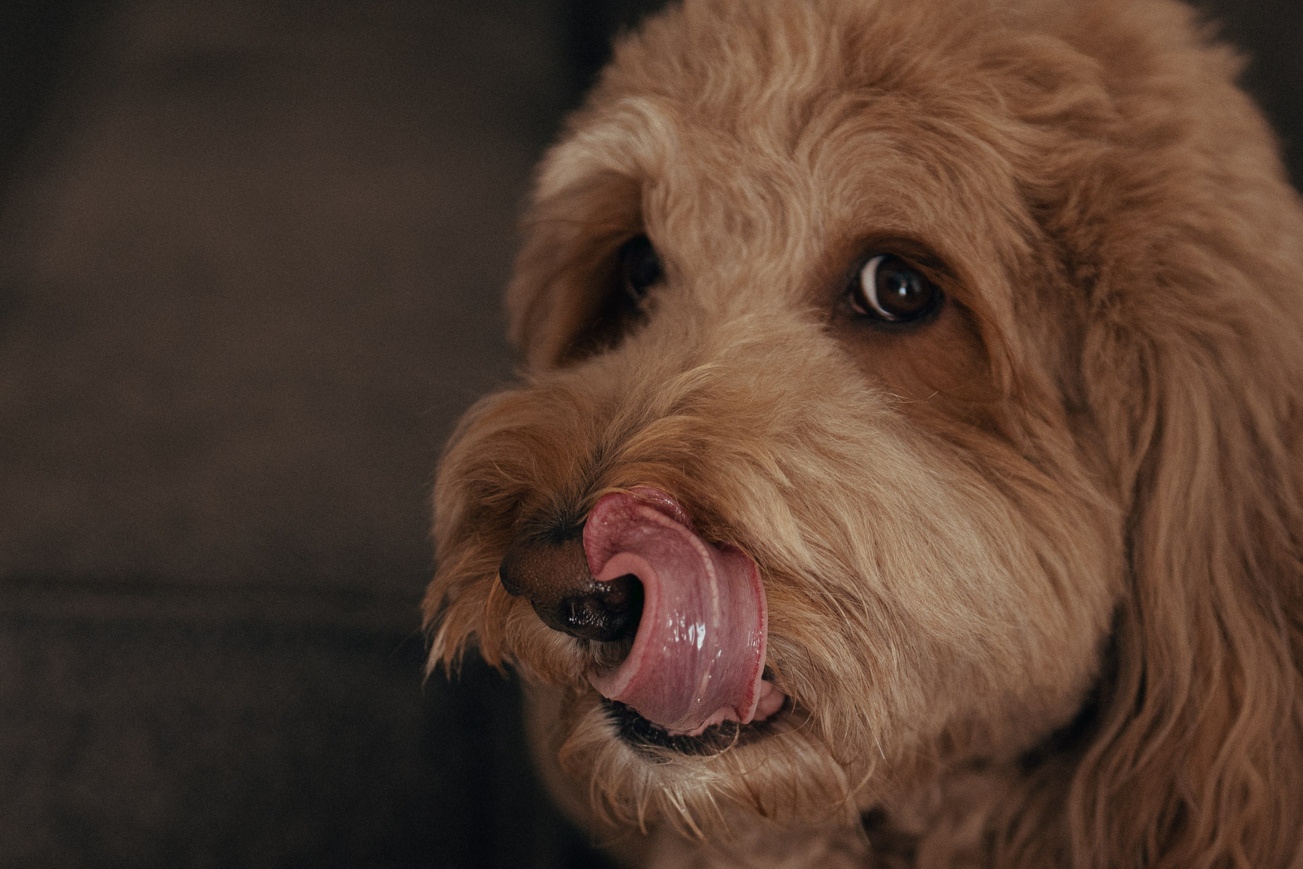 Liam Noah, Angela & Cooper. Wedding & elopement photographer Viktoriya Kravtsov. Las Vegas