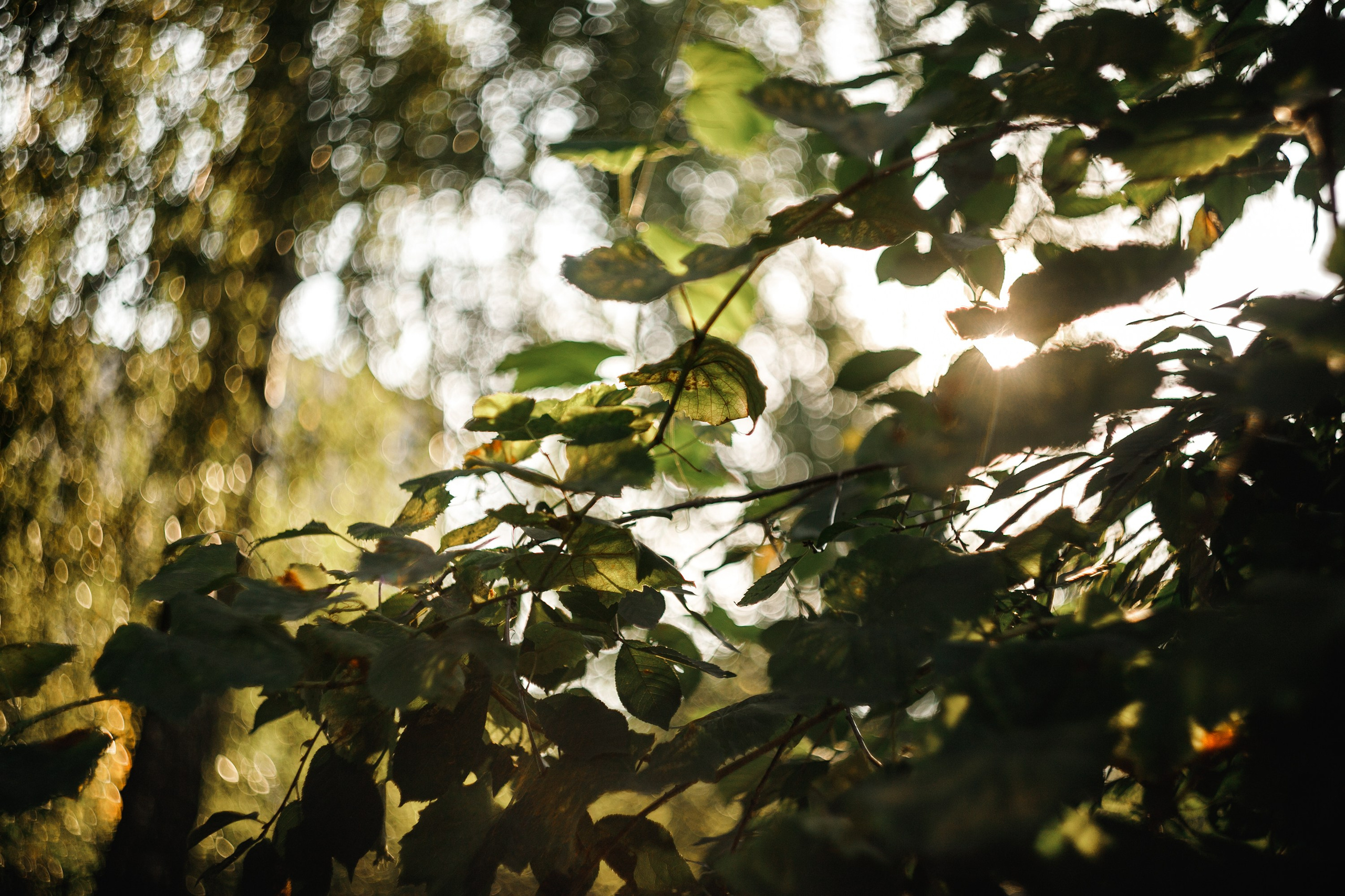 Grandmother's home in Brest. Kaja | fotograf we Wrocławiu | ludzie i psy