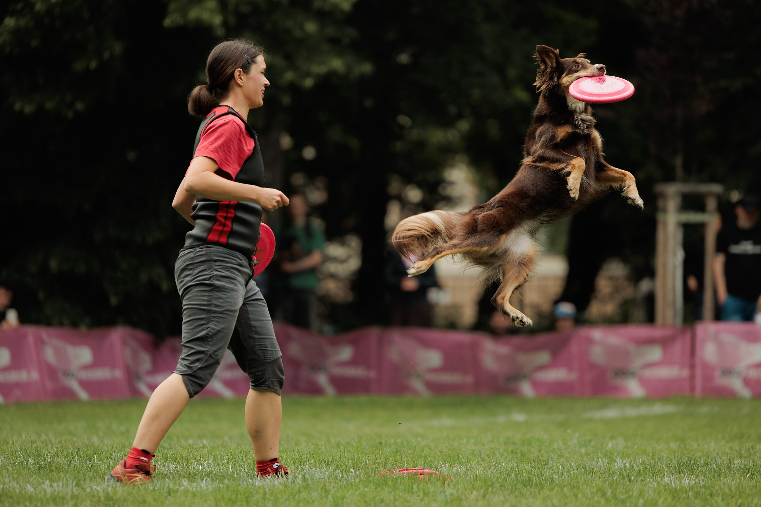 Latające psy, Wrocław'25. Kaja | fotograf psów we Wrocławiu