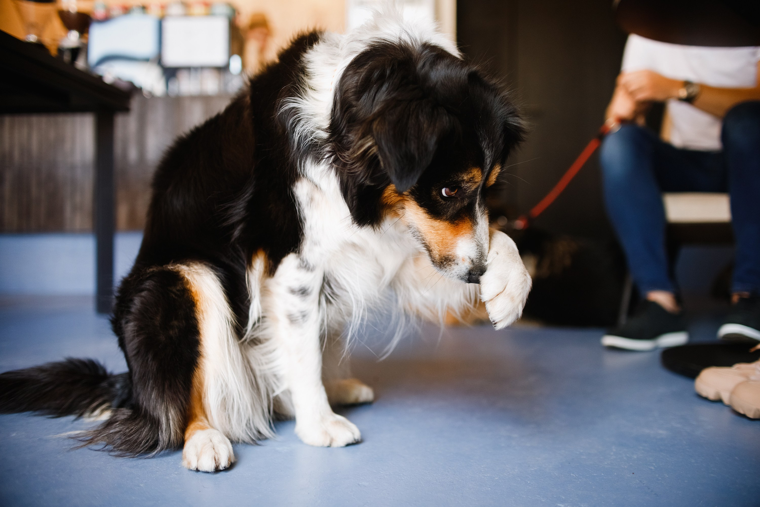 Dog trainer blog content. Kaja | fotograf we Wrocławiu | ludzie i psy