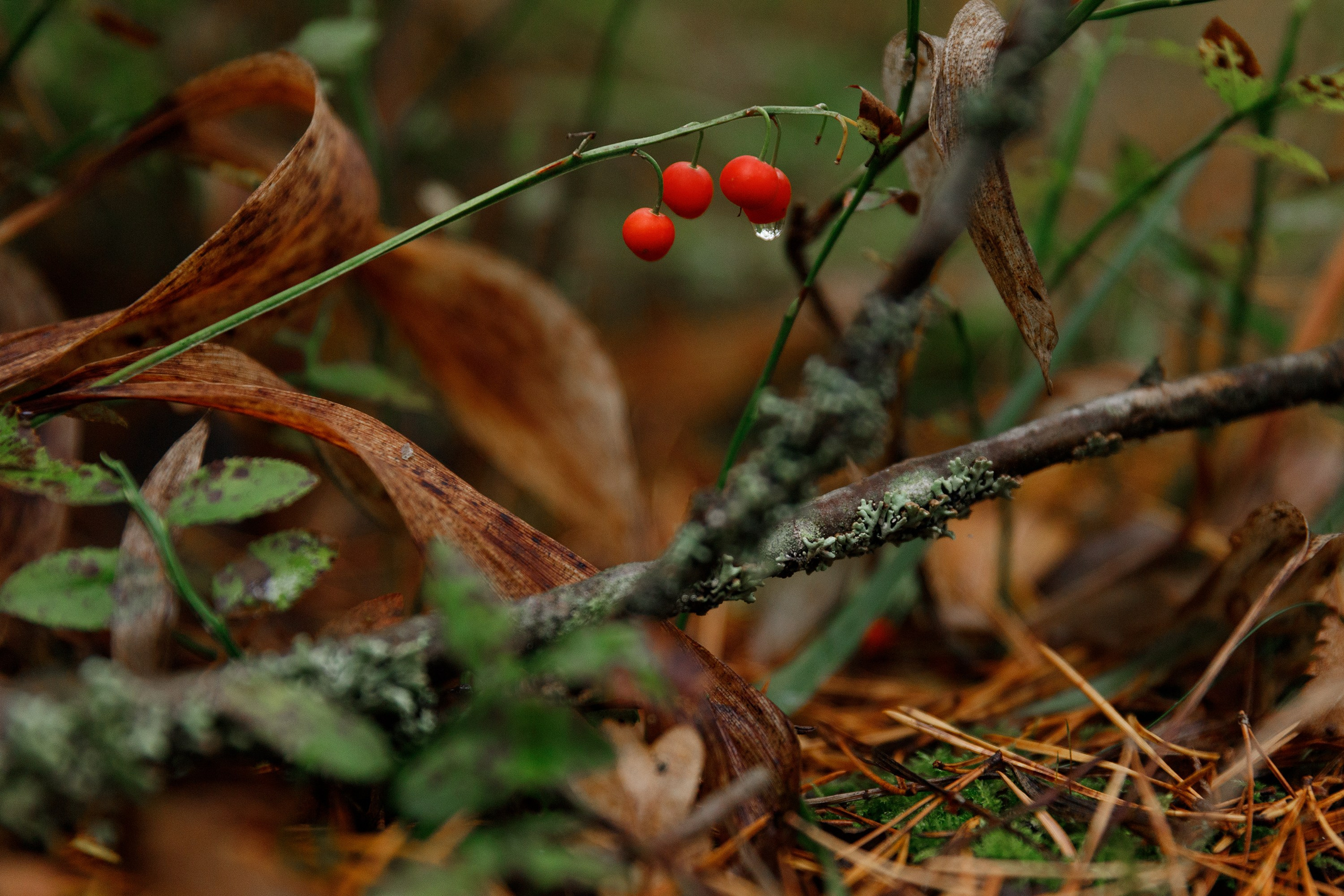 Turku. Kaja | fotograf psów we Wrocławiu