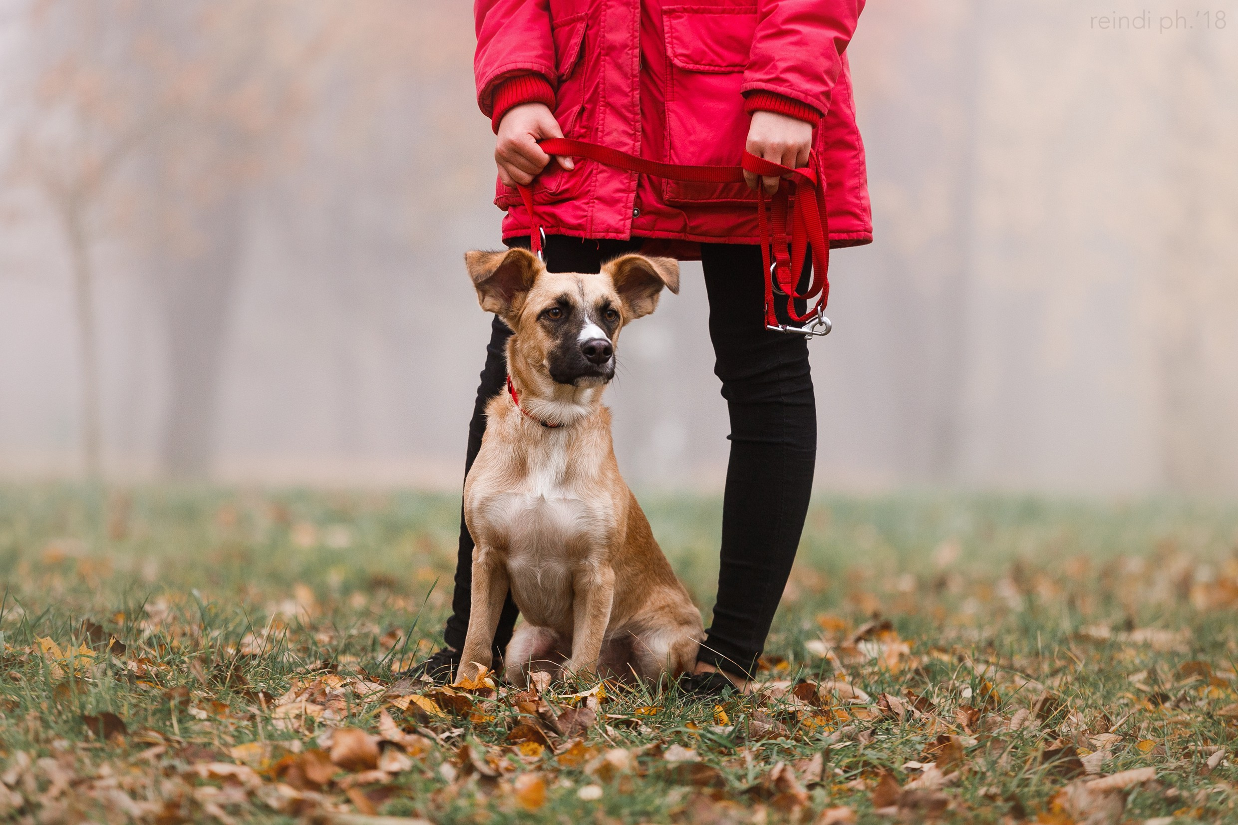 Frisbee and dog puller championship | autumn. Kaja | fotograf we Wrocławiu | ludzie i psy