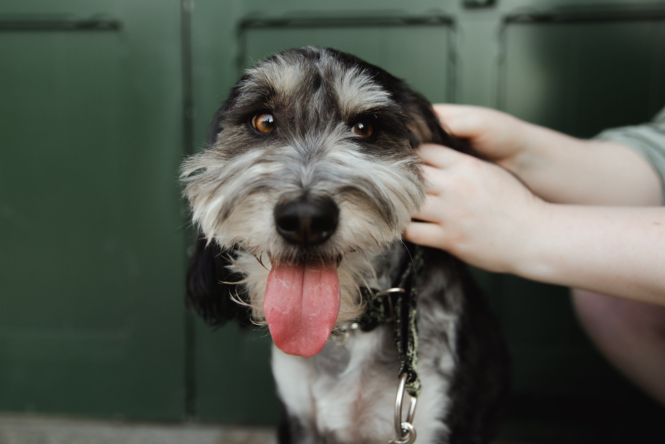 Lera & Flora. Kaja | fotograf we Wrocławiu | ludzie i psy