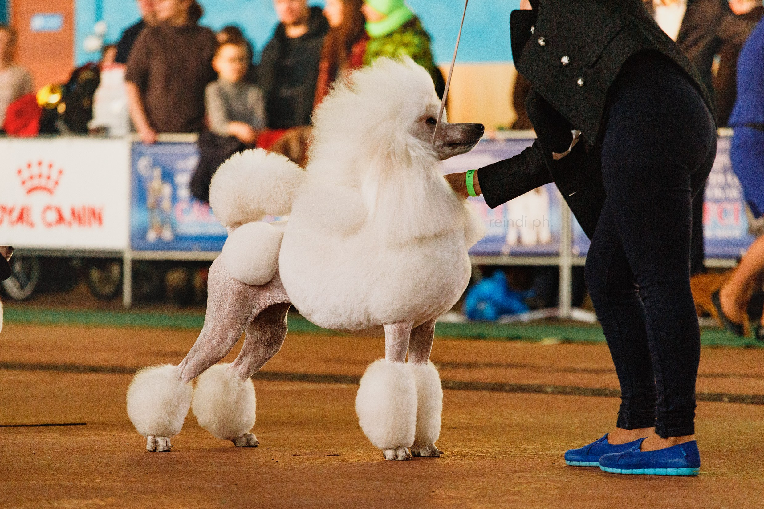 Dog shows | the best ones. Kaja | fotograf psów we Wrocławiu