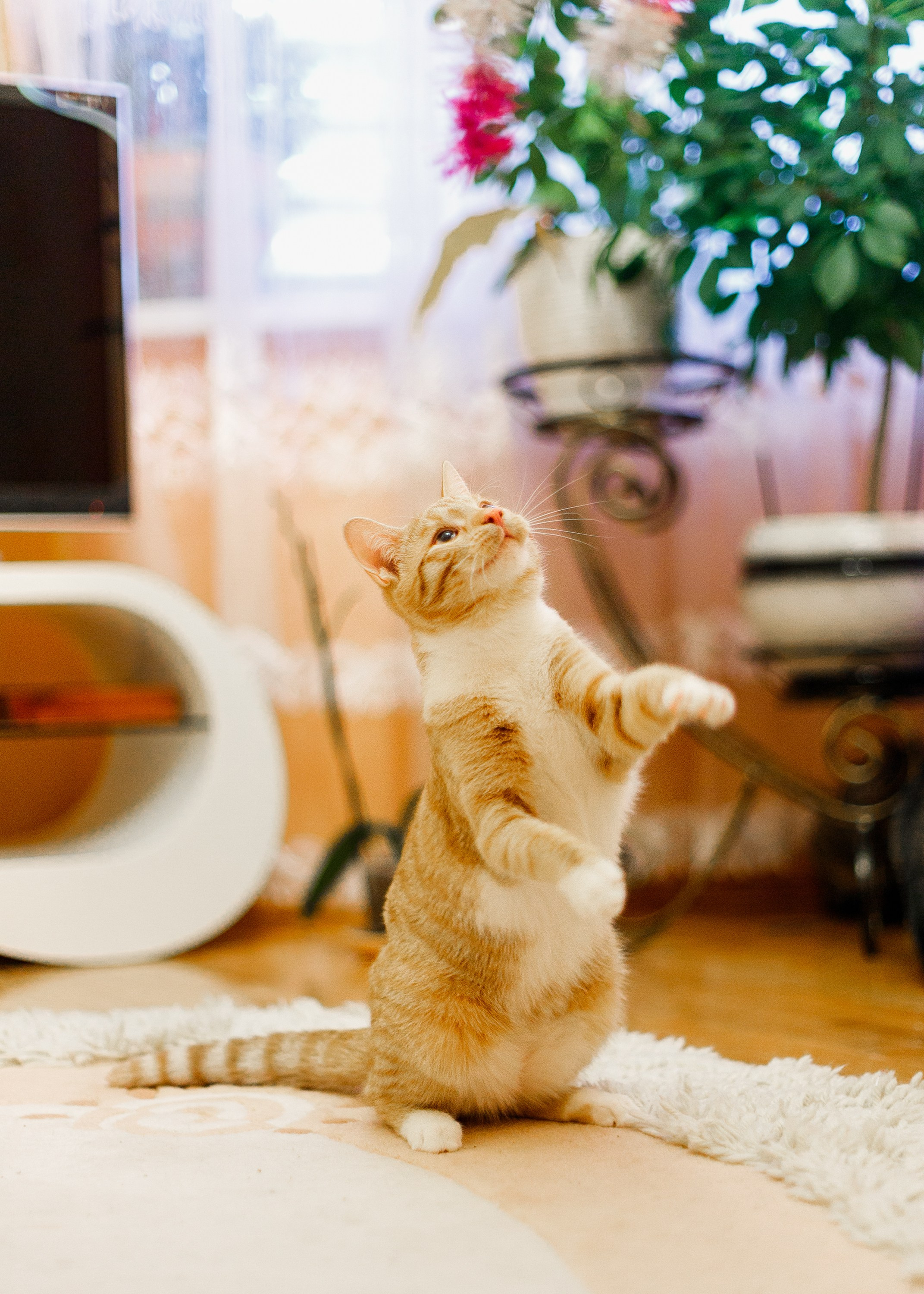 Cats for adoption. Kaja | fotograf we Wrocławiu | ludzie i psy