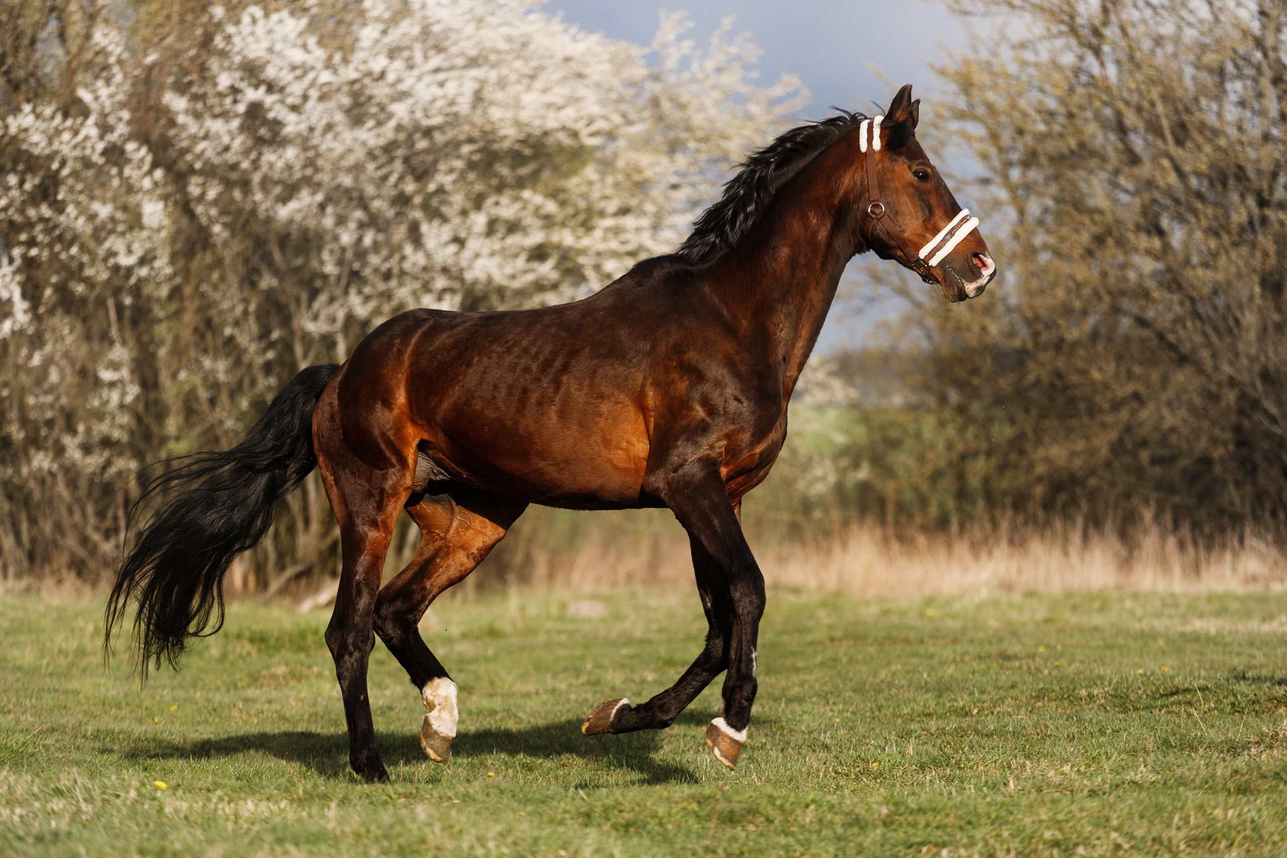 Vykup. Kaja | fotograf psów we Wrocławiu