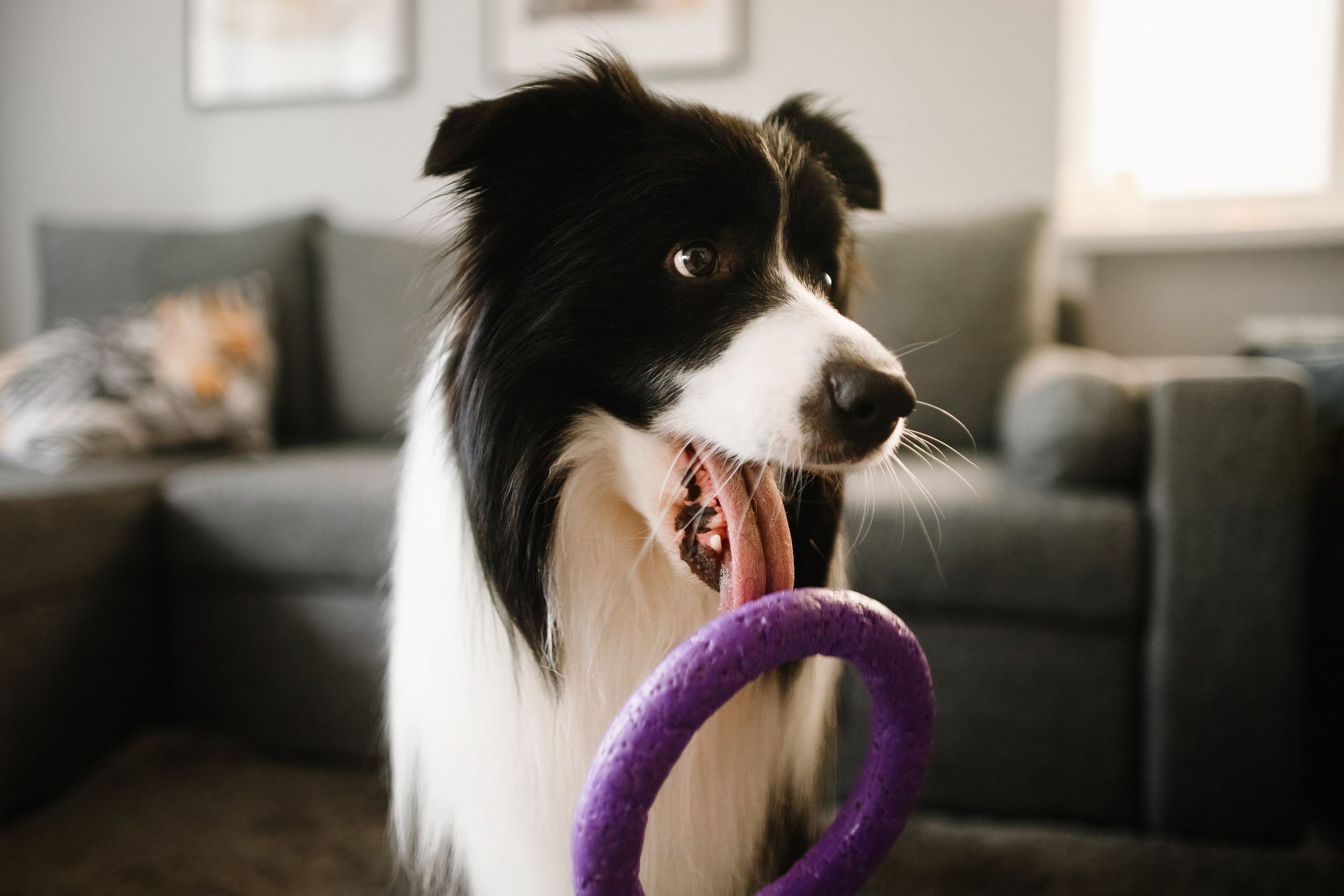 Evgenia & Richard. Kaja | fotograf we Wrocławiu | ludzie i psy