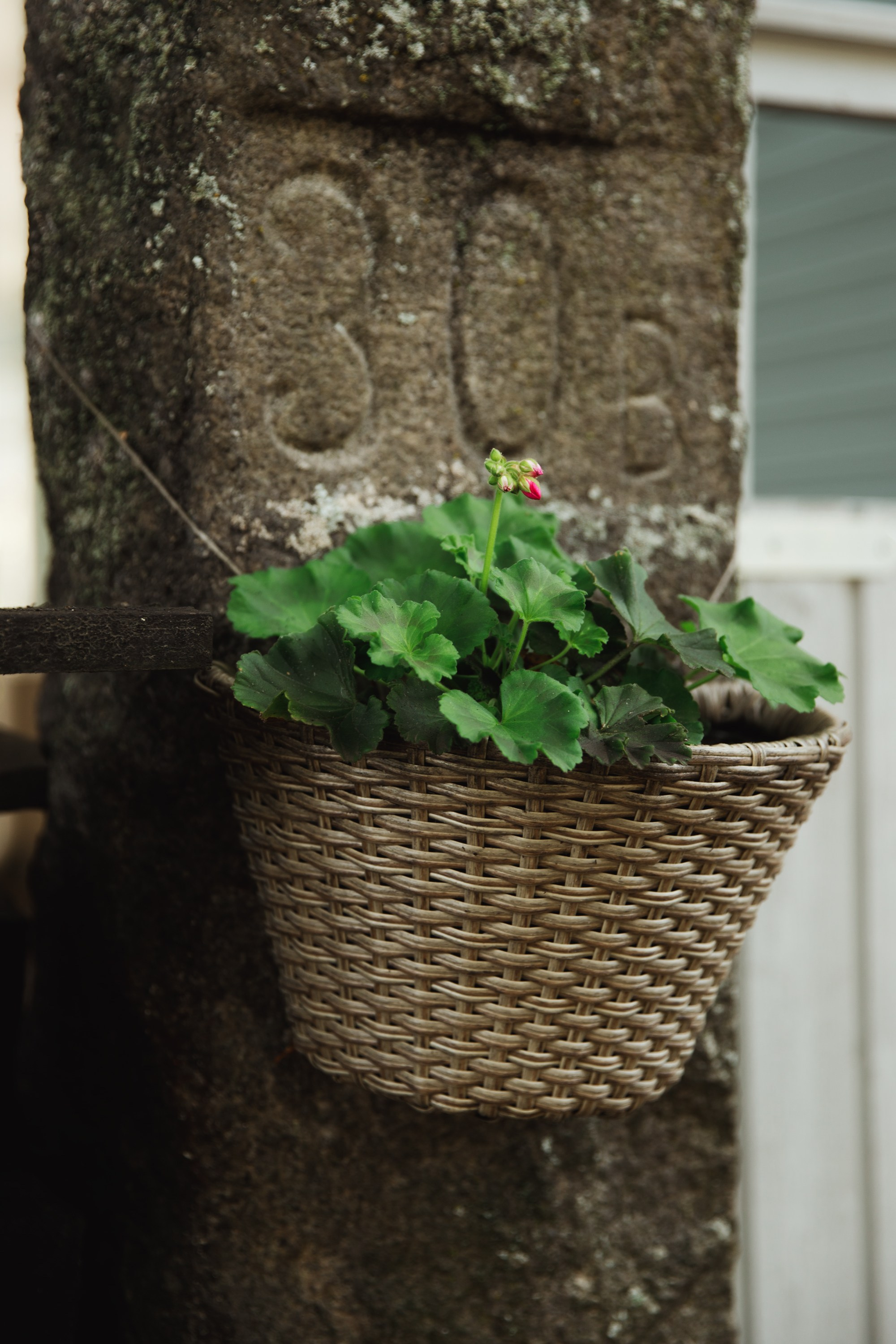 Turku. Kaja | fotograf psów we Wrocławiu