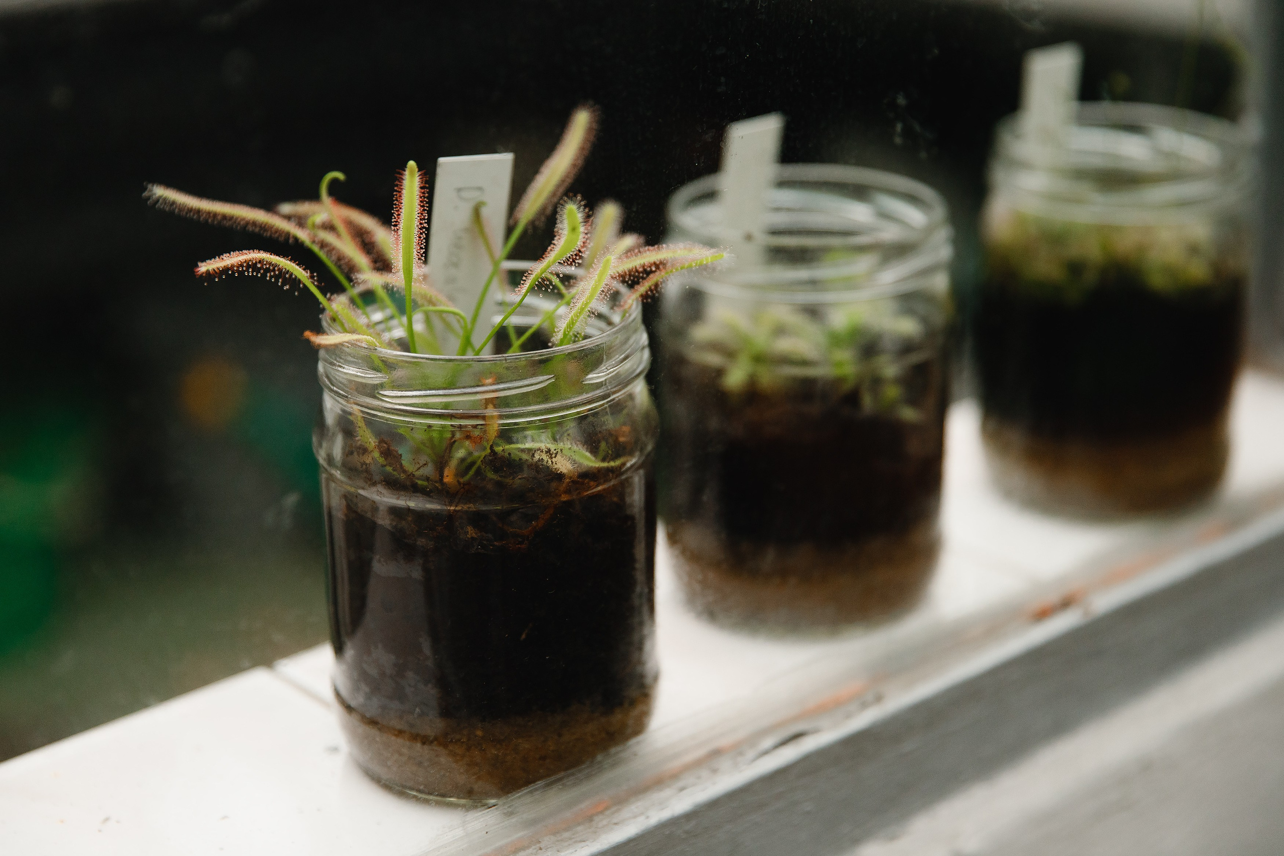 Botanical garden in Wroclaw. Kaja | fotograf we Wrocławiu | ludzie i psy