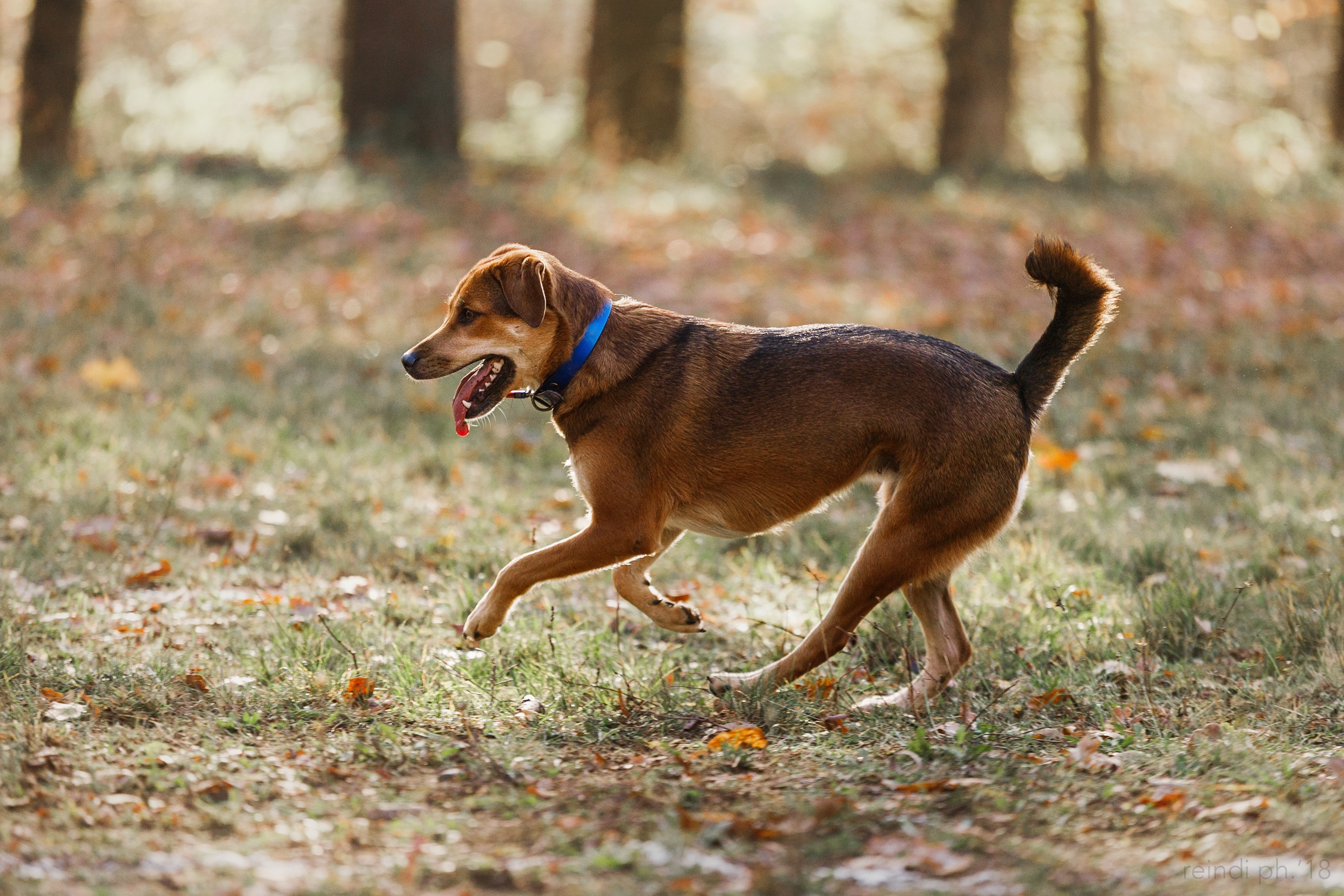 Frisbee and dog puller championship | autumn. Kaja | fotograf we Wrocławiu | ludzie i psy