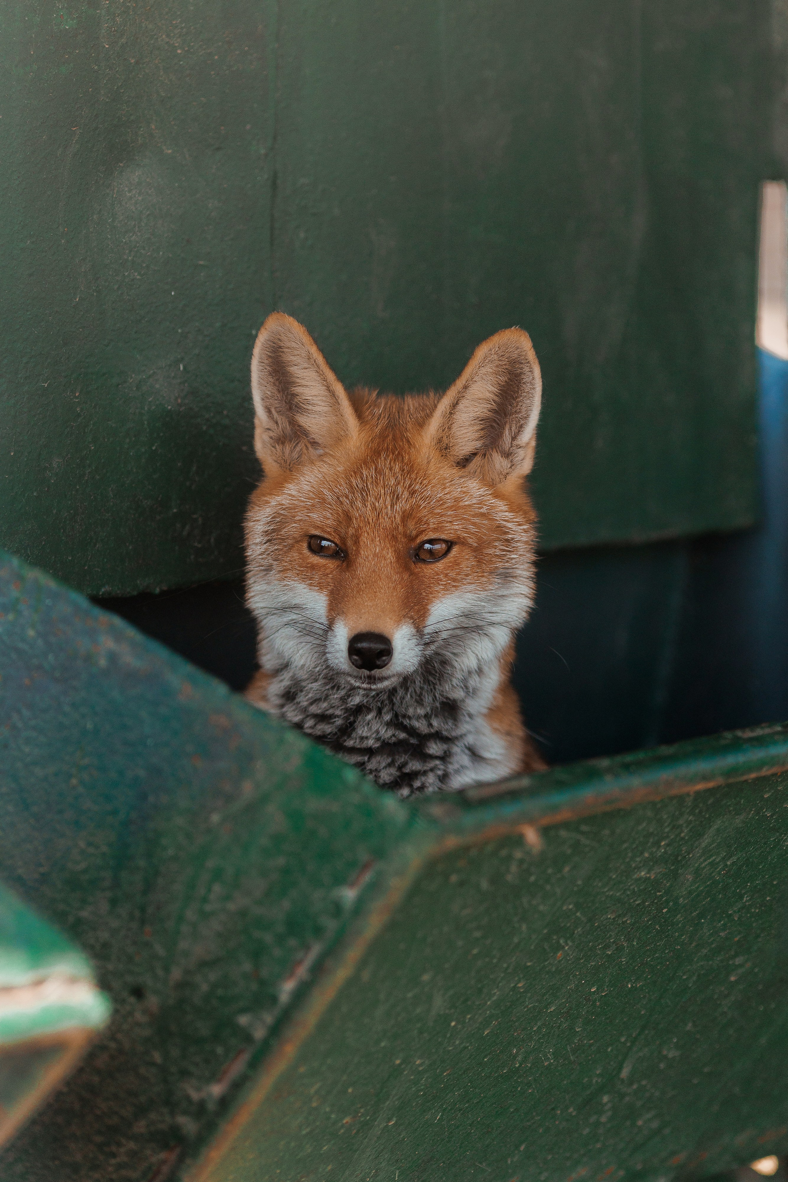 Екопарк Аміла. Ірина Терещук