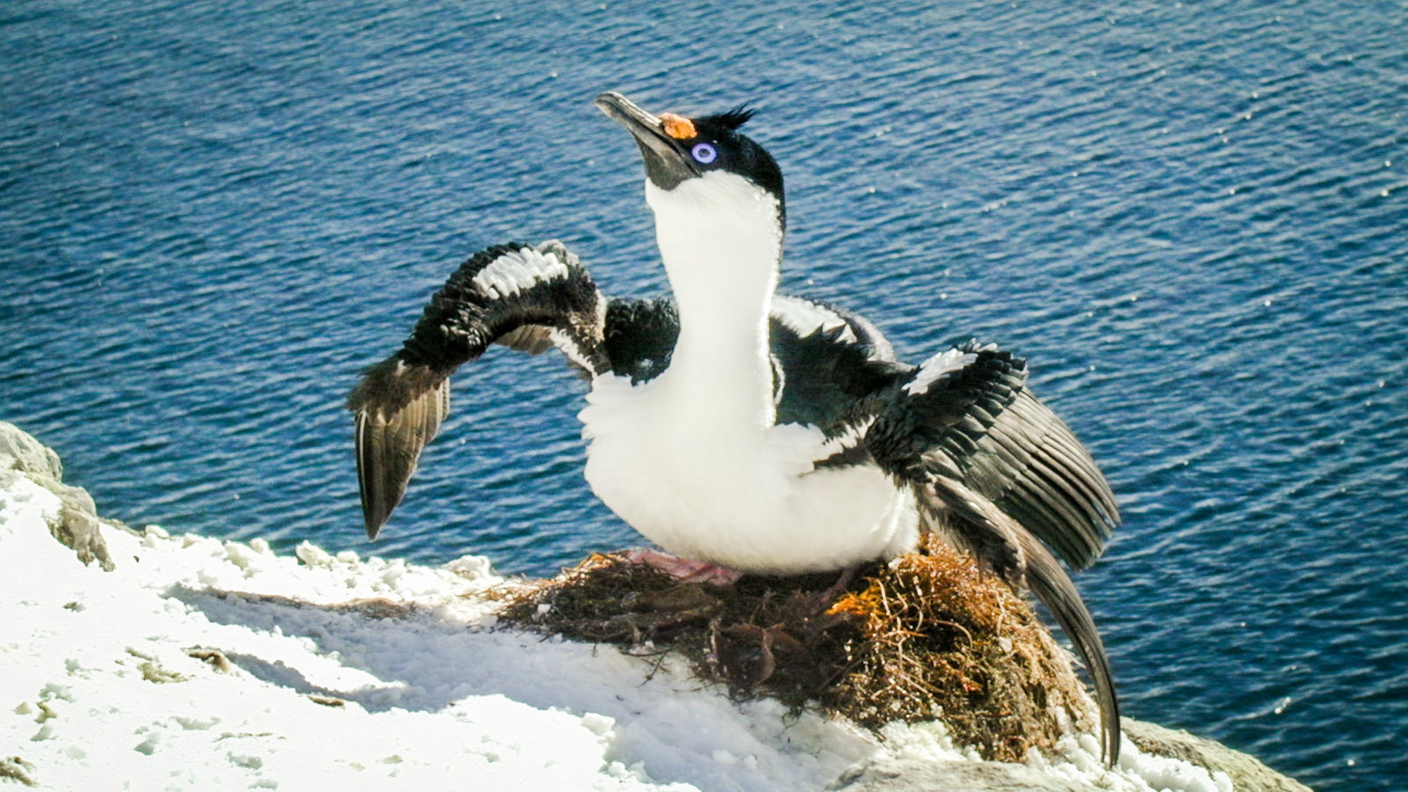 ANTARCTICA / 2004. Reportage concert portrait photography in the San Francisco Bay Area