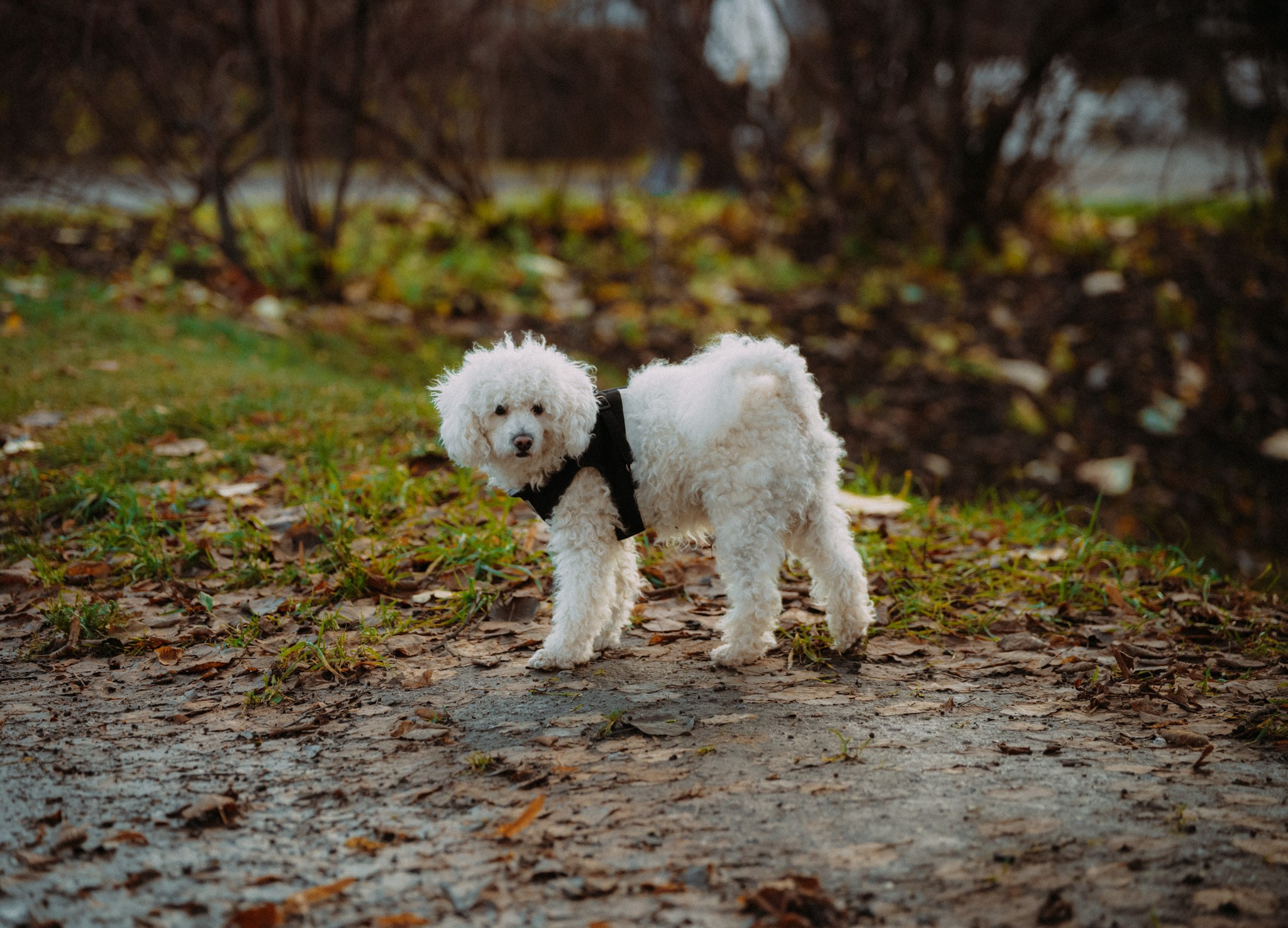 2025. Стрит-фотография, полная абсурда, идиотизма и красоты