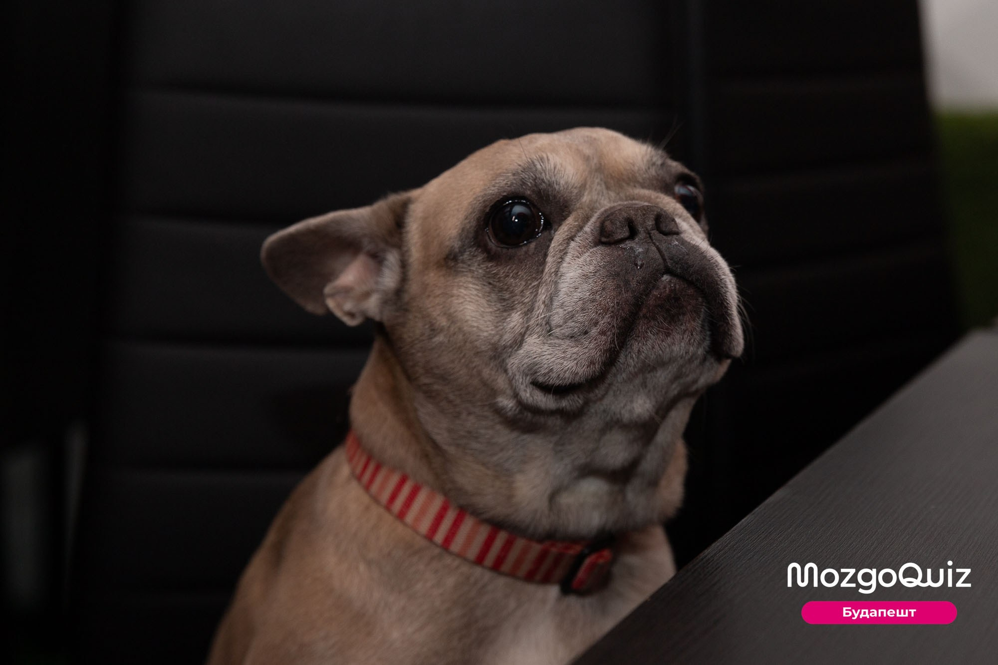 MozgoQUIZ BUDAPEST. Photographer in Budapest  — Yura Knyazev