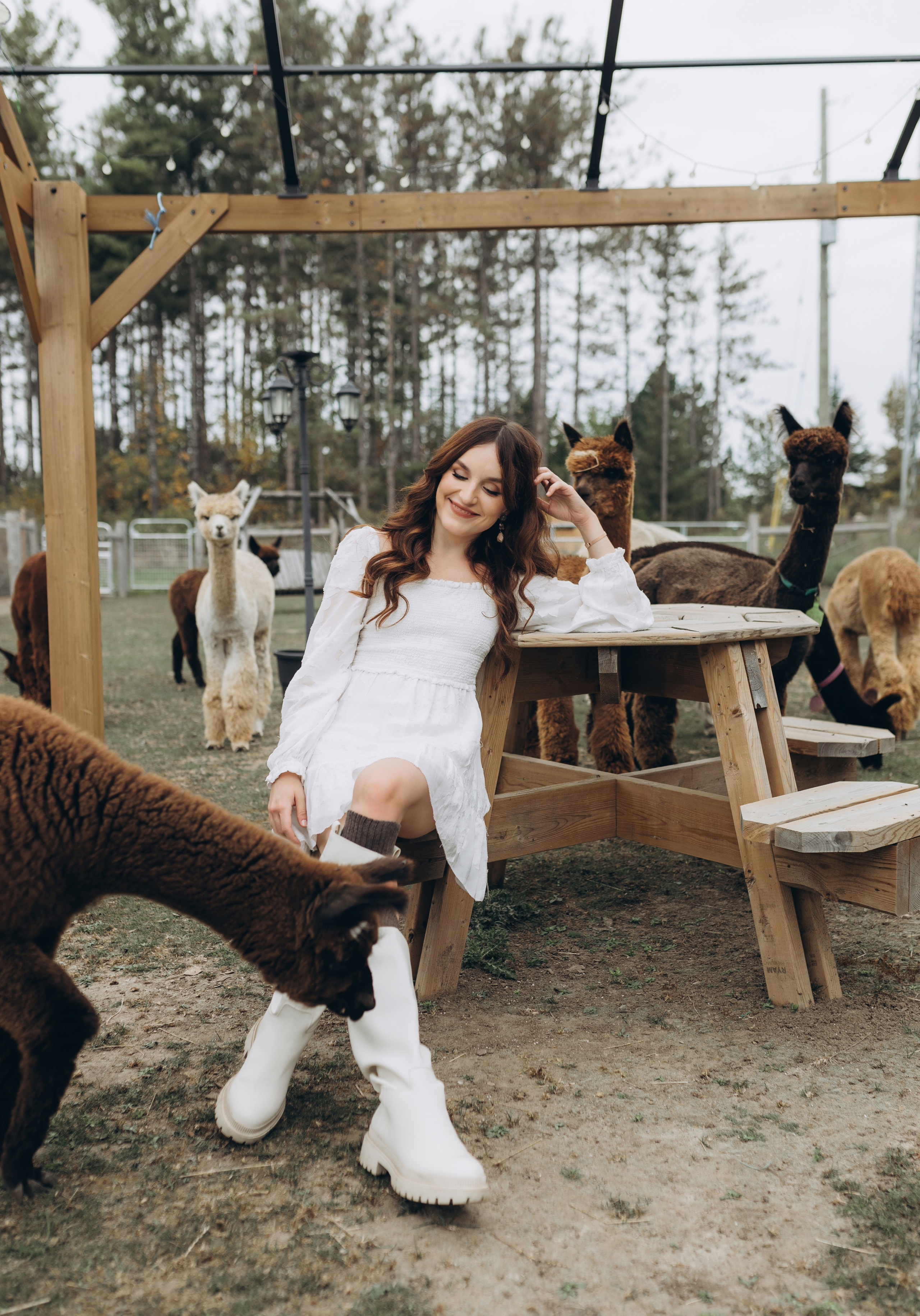 Alpacas Farm. Chernenko.photography