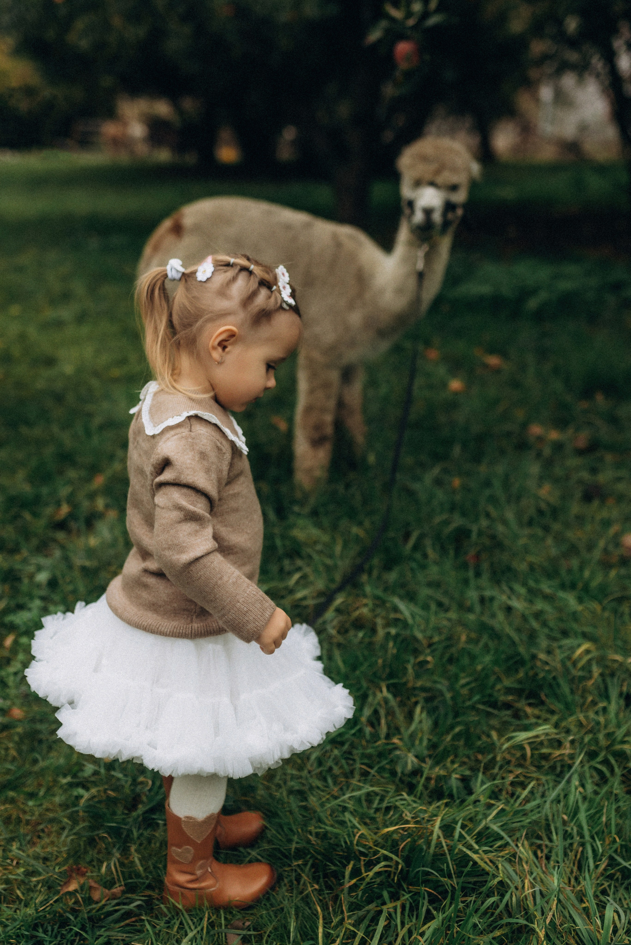 Семейная фотосессия с альпаками. Семейный фотограф Лейпциг, Германия
