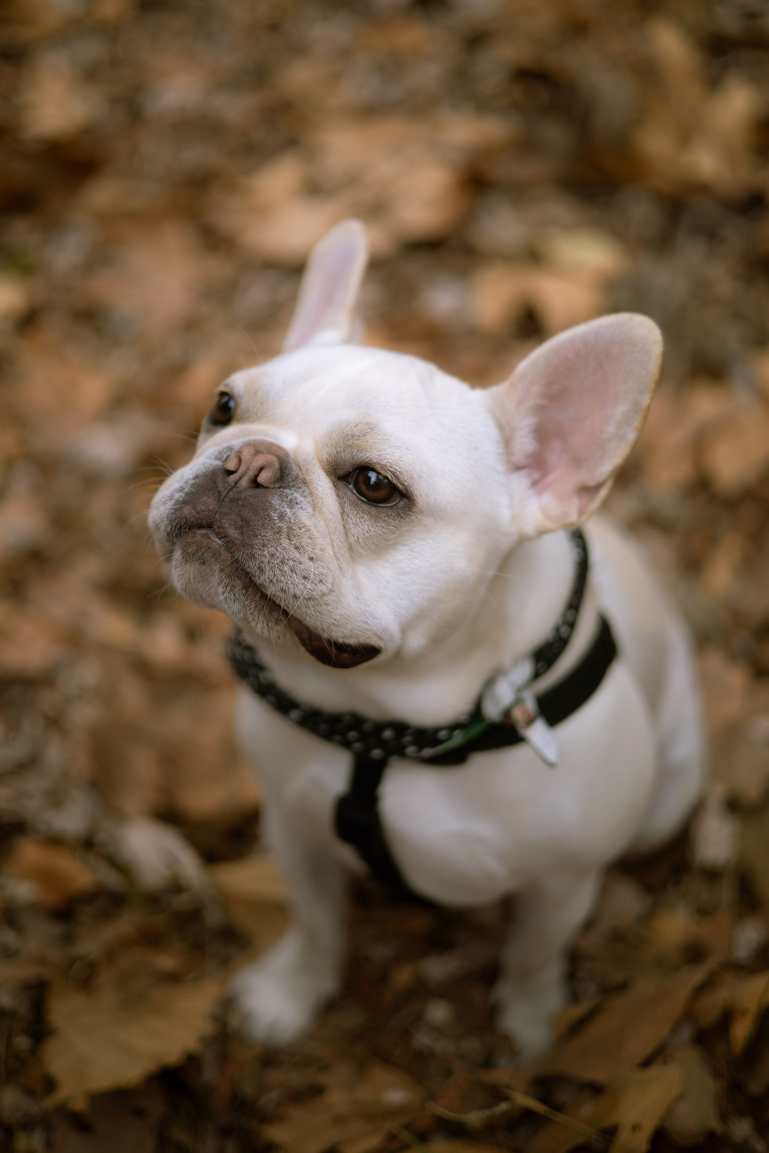 Alie & Asiago. Photographer in Los Angeles. Julia Ishmuratova