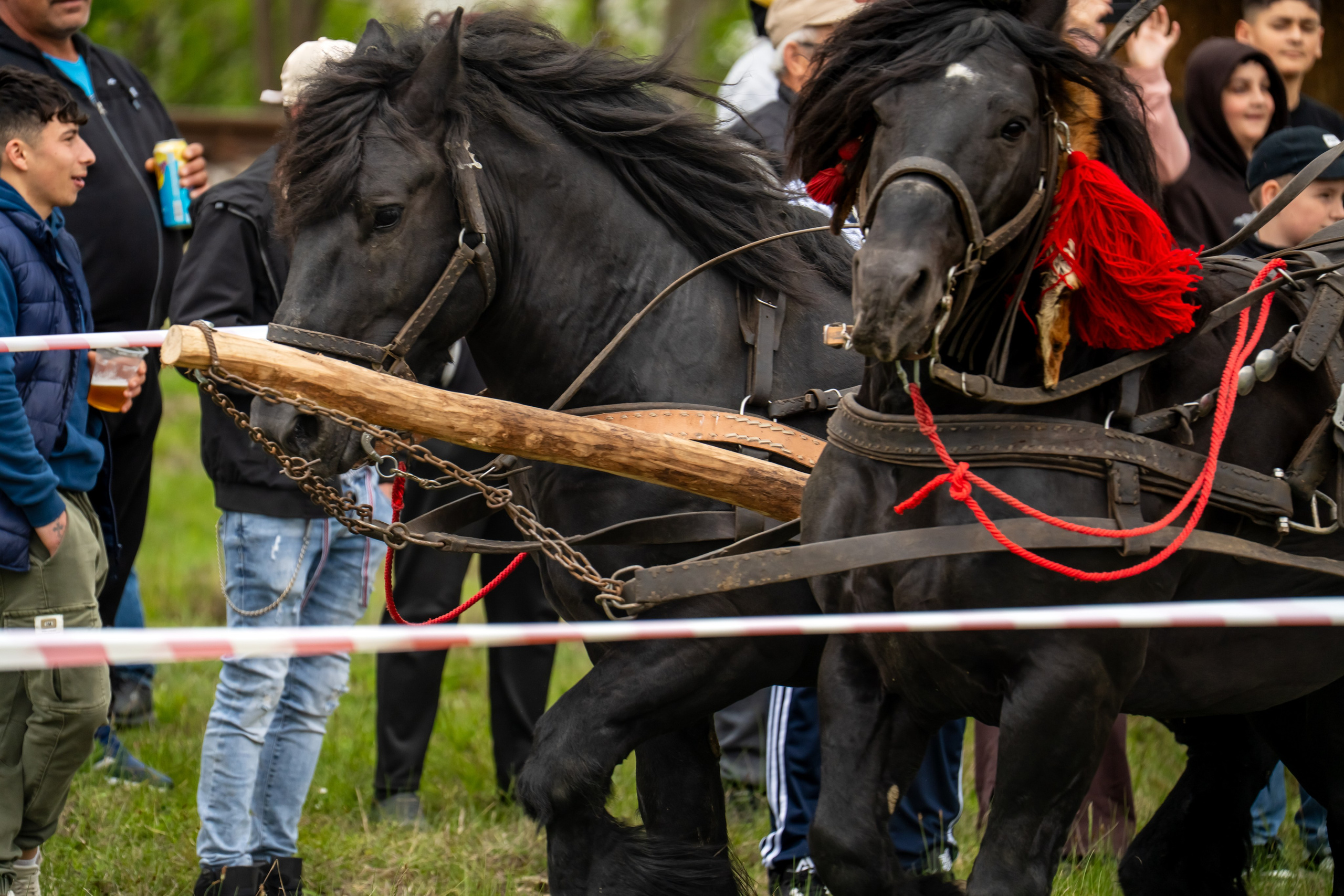 Concurs Ecvestru Vărbilău ediția a 4-a. Mihai Alexandra Events